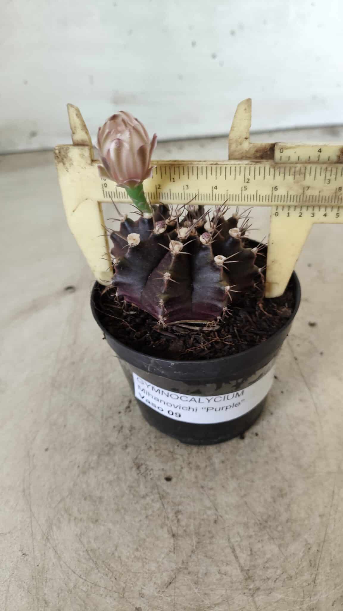 Gymnocalycium Mihanovichii “Purple” Nº 400 – vaso 09