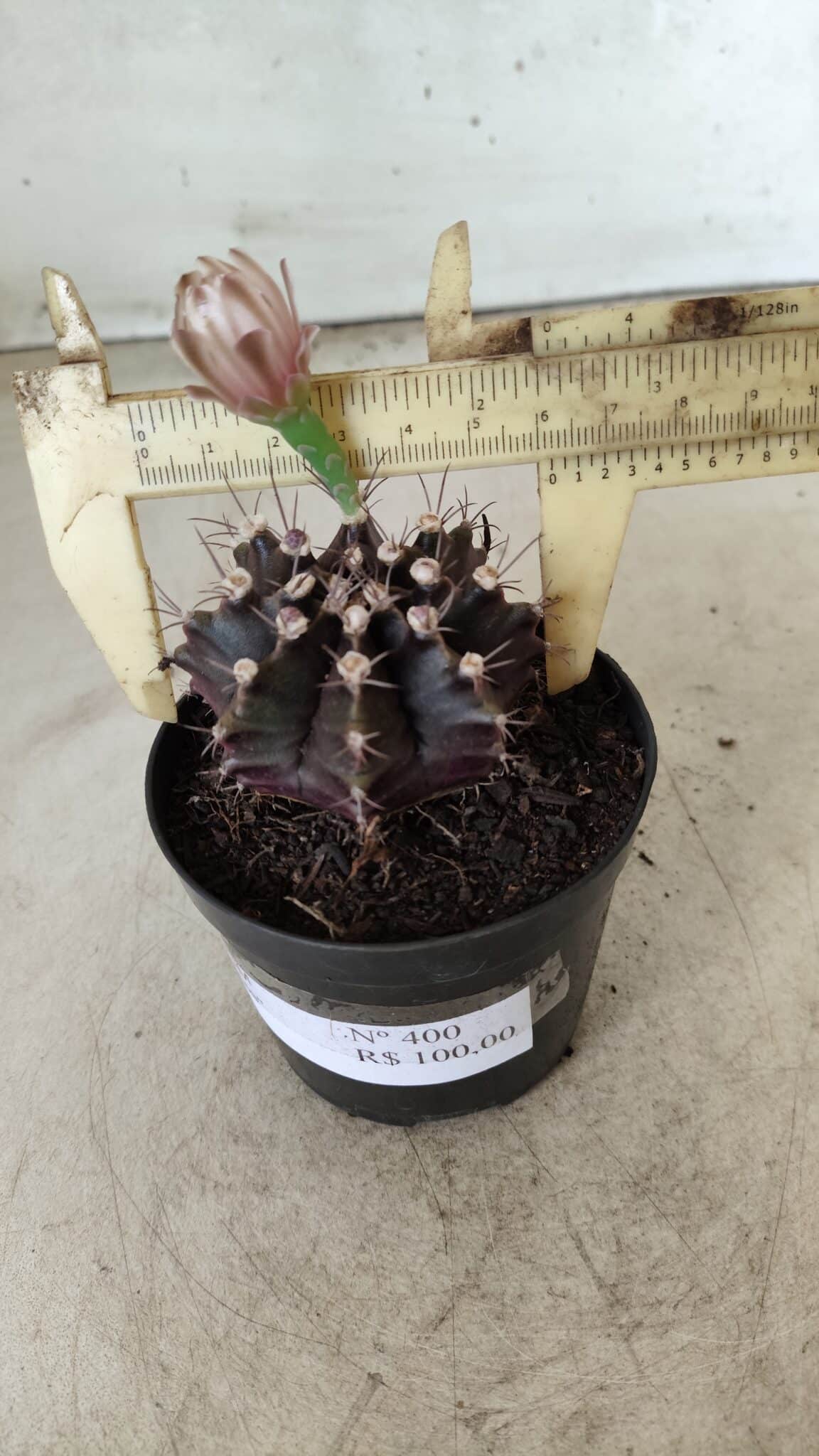 Gymnocalycium Mihanovichii “Purple” Nº 400 – vaso 09