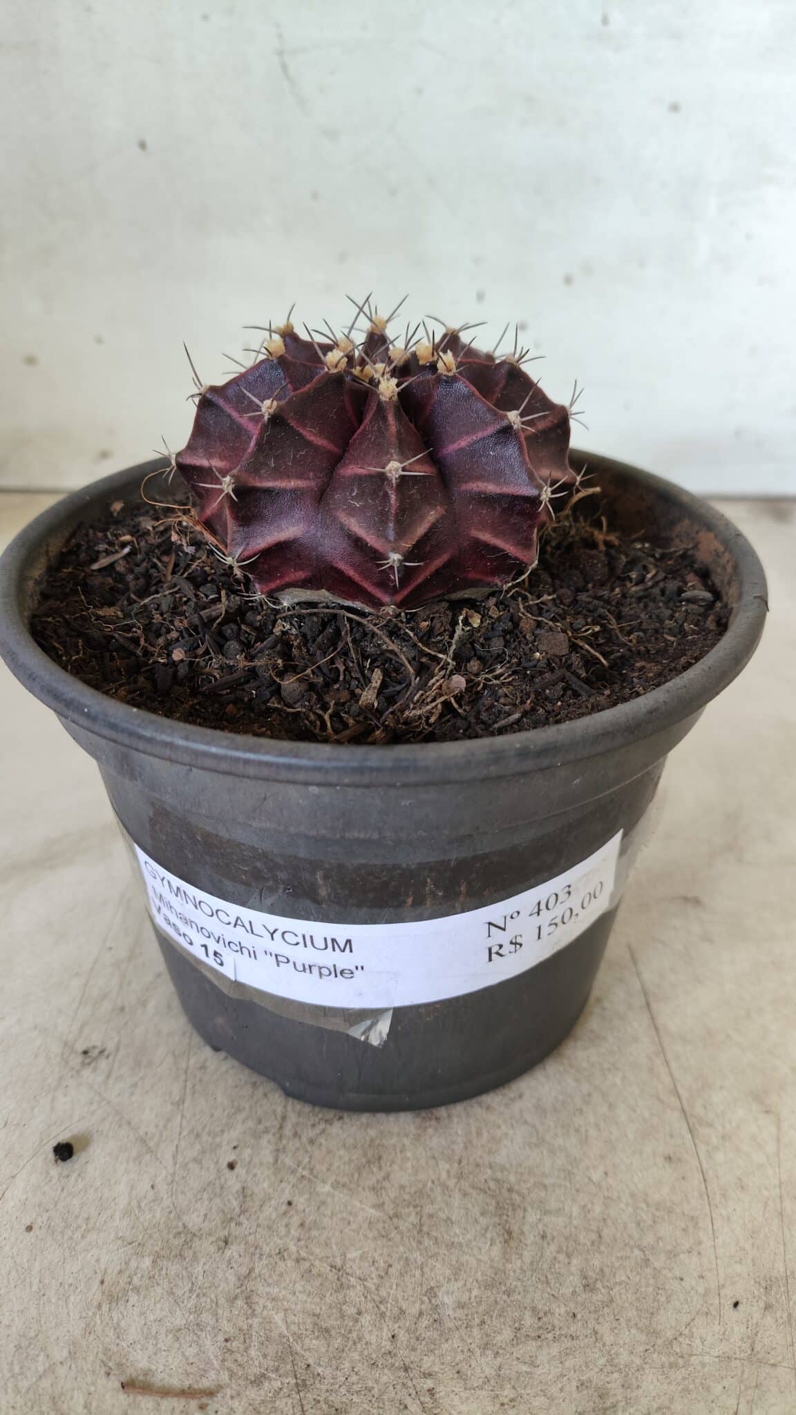 MATRIZ Gymnocalycium Mihanovichii “Purple” Nº 403 – vaso 15