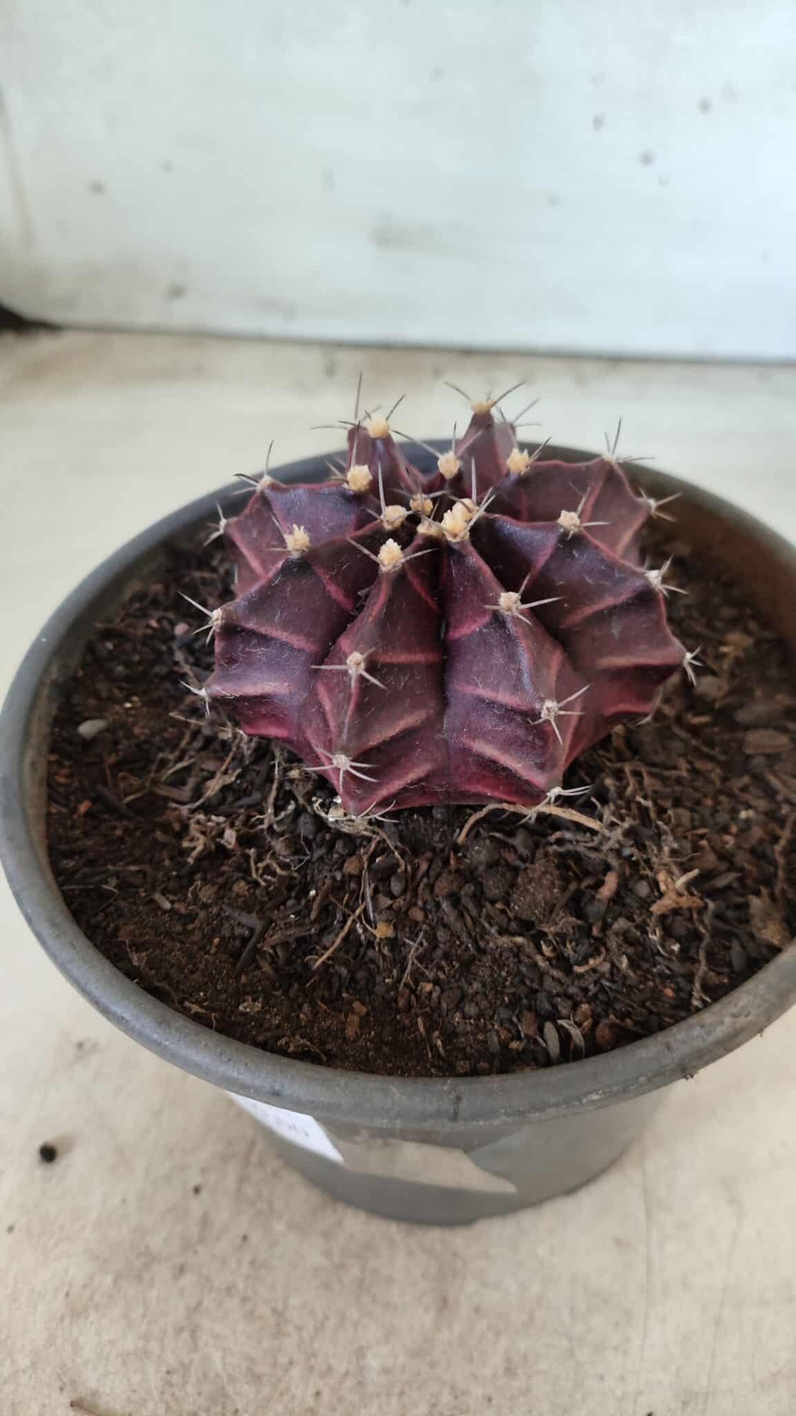 MATRIZ Gymnocalycium Mihanovichii “Purple” Nº 403 – vaso 15