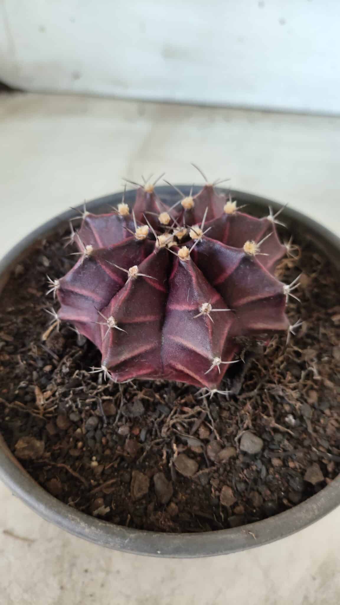 MATRIZ Gymnocalycium Mihanovichii “Purple” Nº 403 – vaso 15