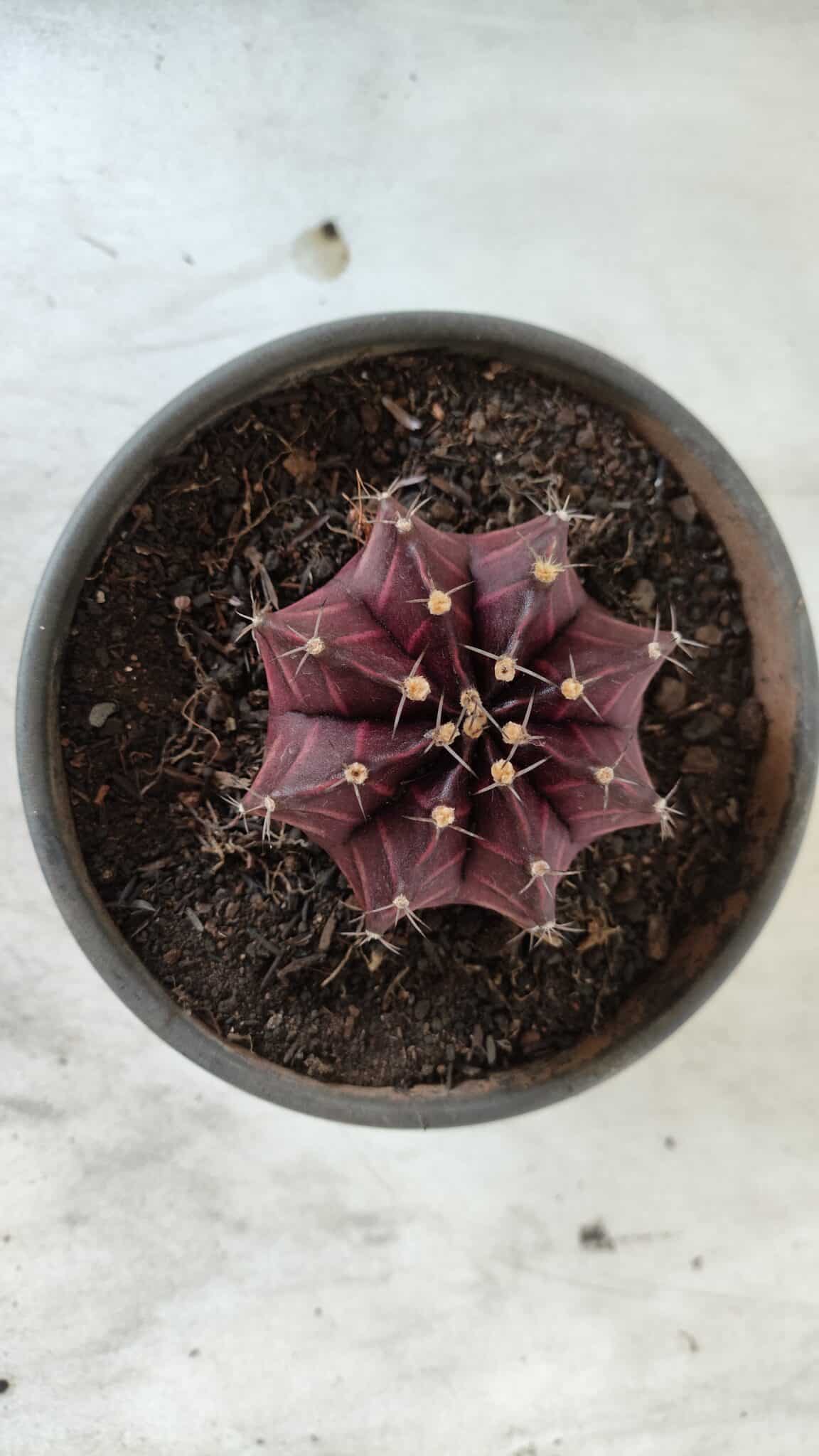 MATRIZ Gymnocalycium Mihanovichii “Purple” Nº 403 – vaso 15