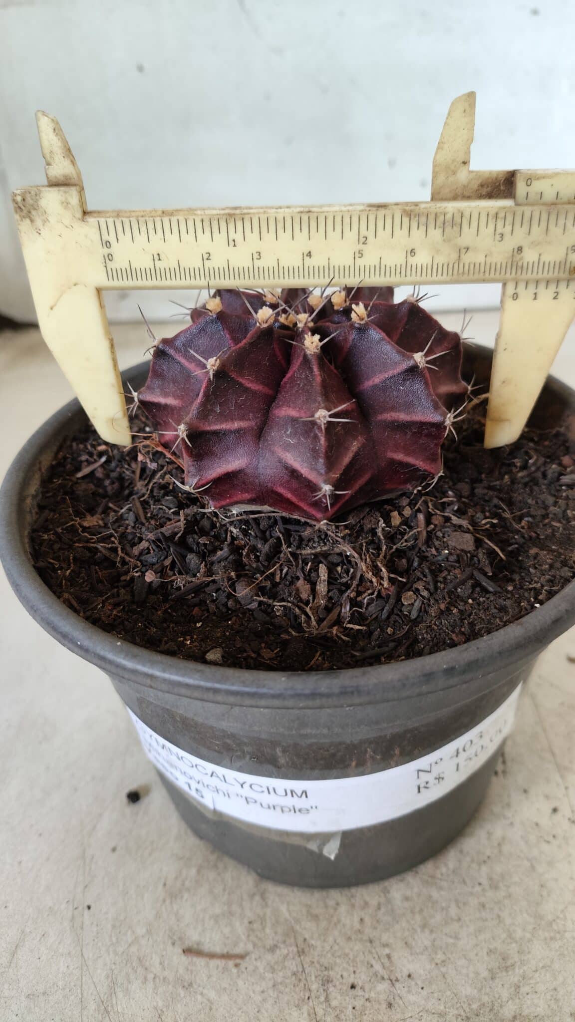 MATRIZ Gymnocalycium Mihanovichii “Purple” Nº 403 – vaso 15