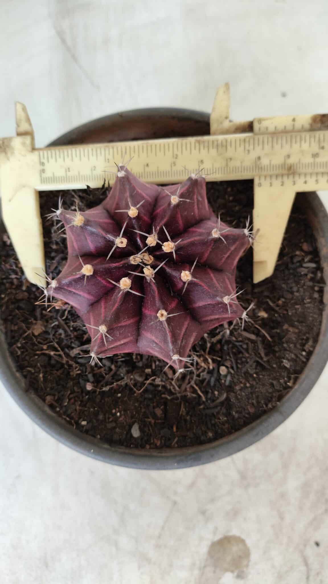 MATRIZ Gymnocalycium Mihanovichii “Purple” Nº 403 – vaso 15