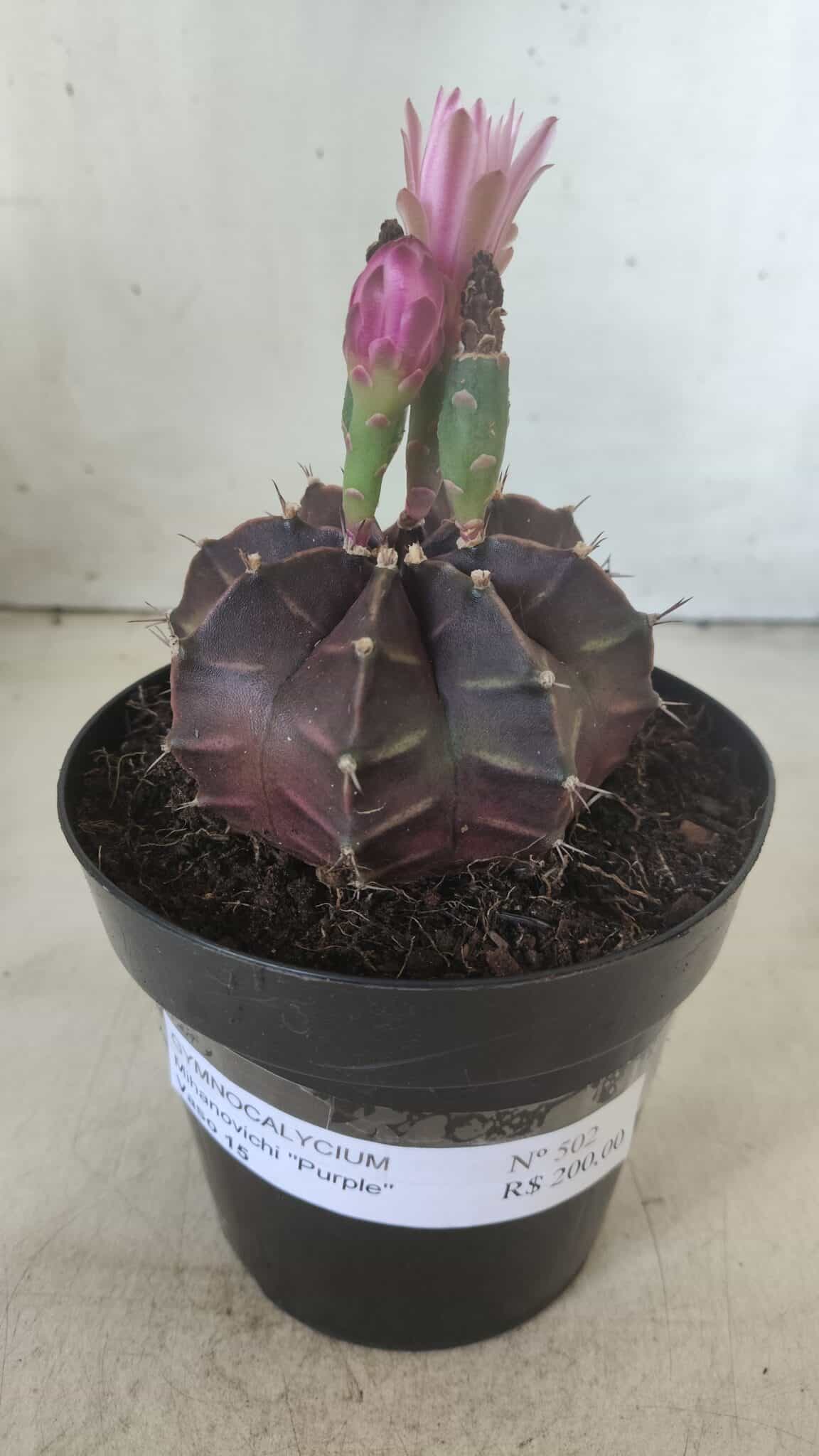 Gymnocalycium Mihanovichii “Purple” Nº 502 – vaso 15