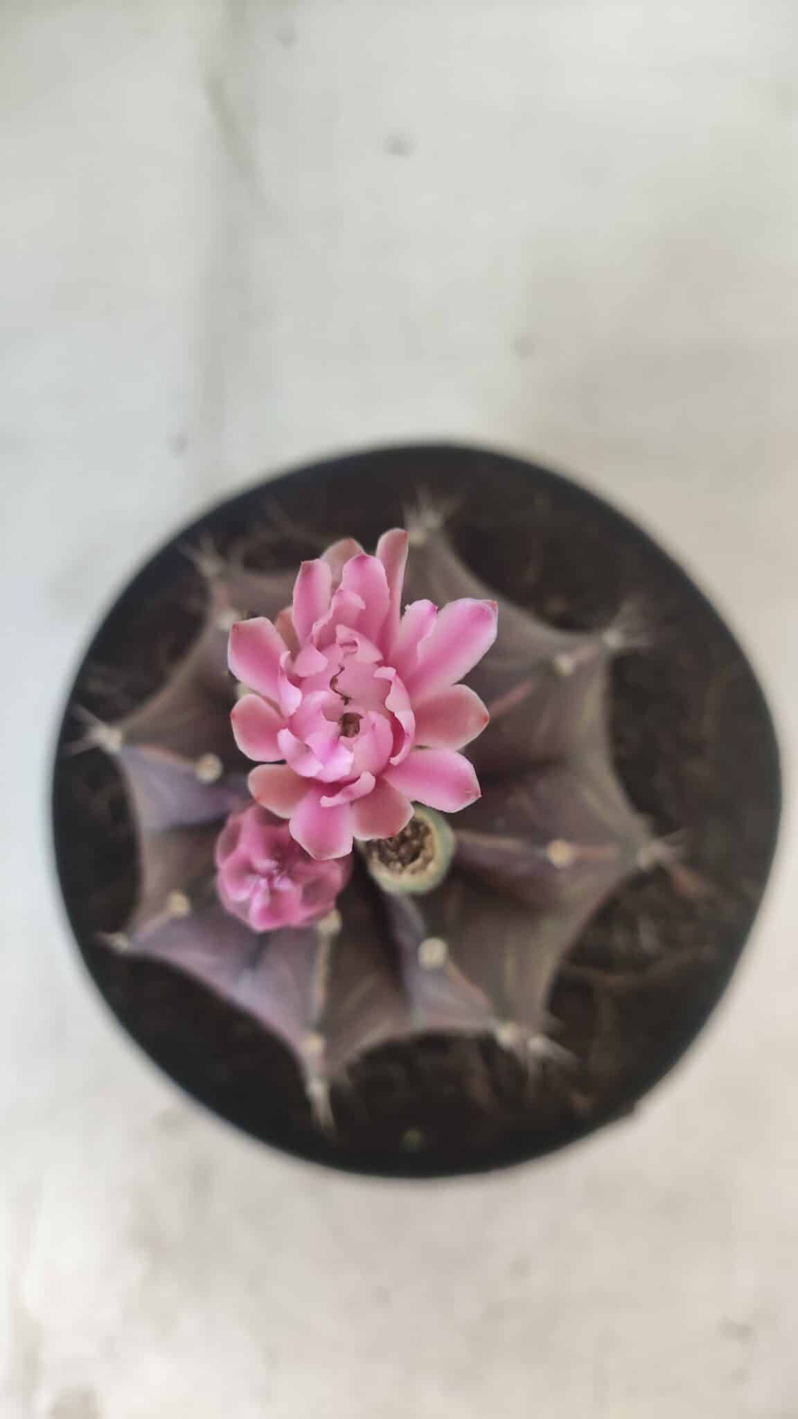 Gymnocalycium Mihanovichii “Purple” Nº 502 – vaso 15