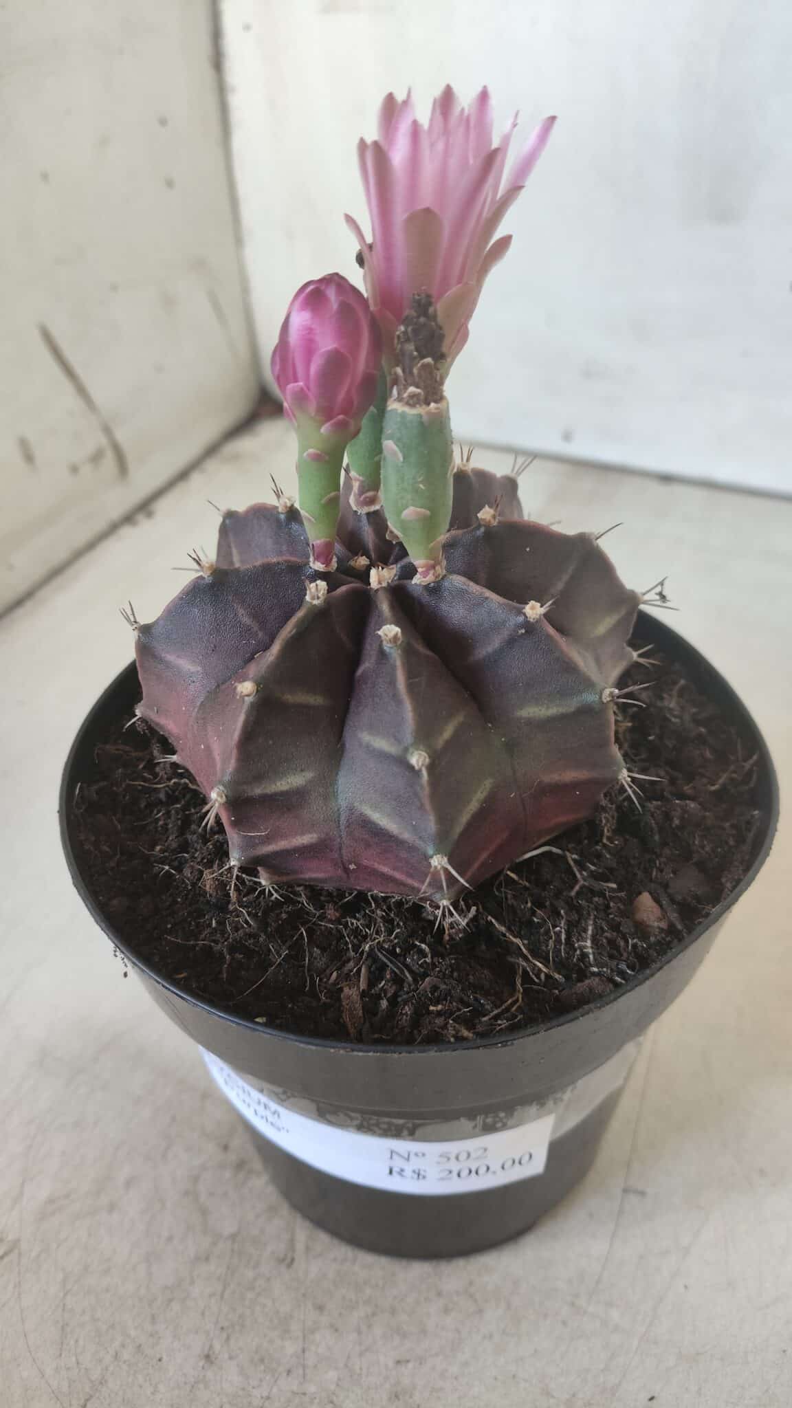 Gymnocalycium Mihanovichii “Purple” Nº 502 – vaso 15