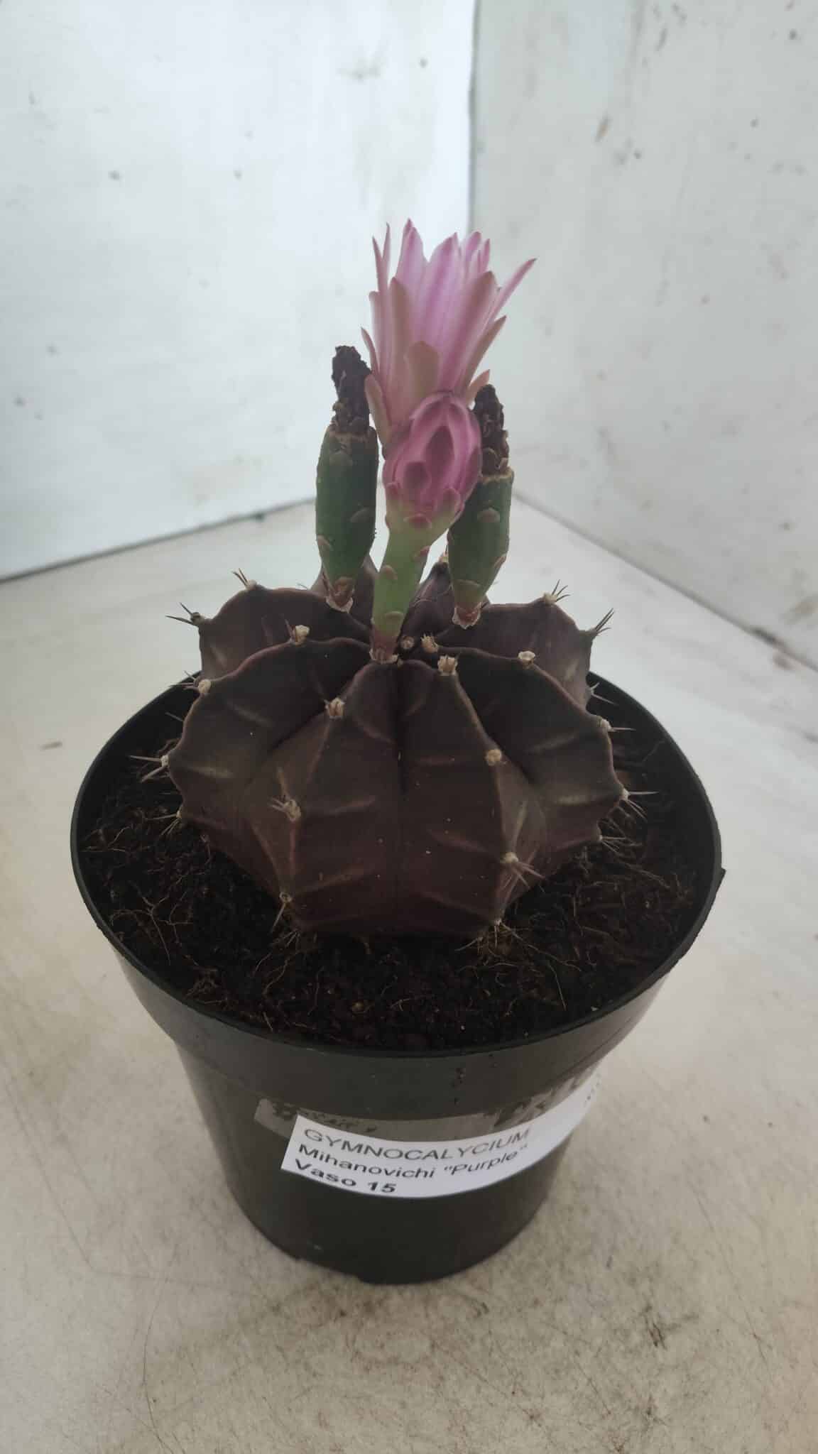 Gymnocalycium Mihanovichii “Purple” Nº 502 – vaso 15