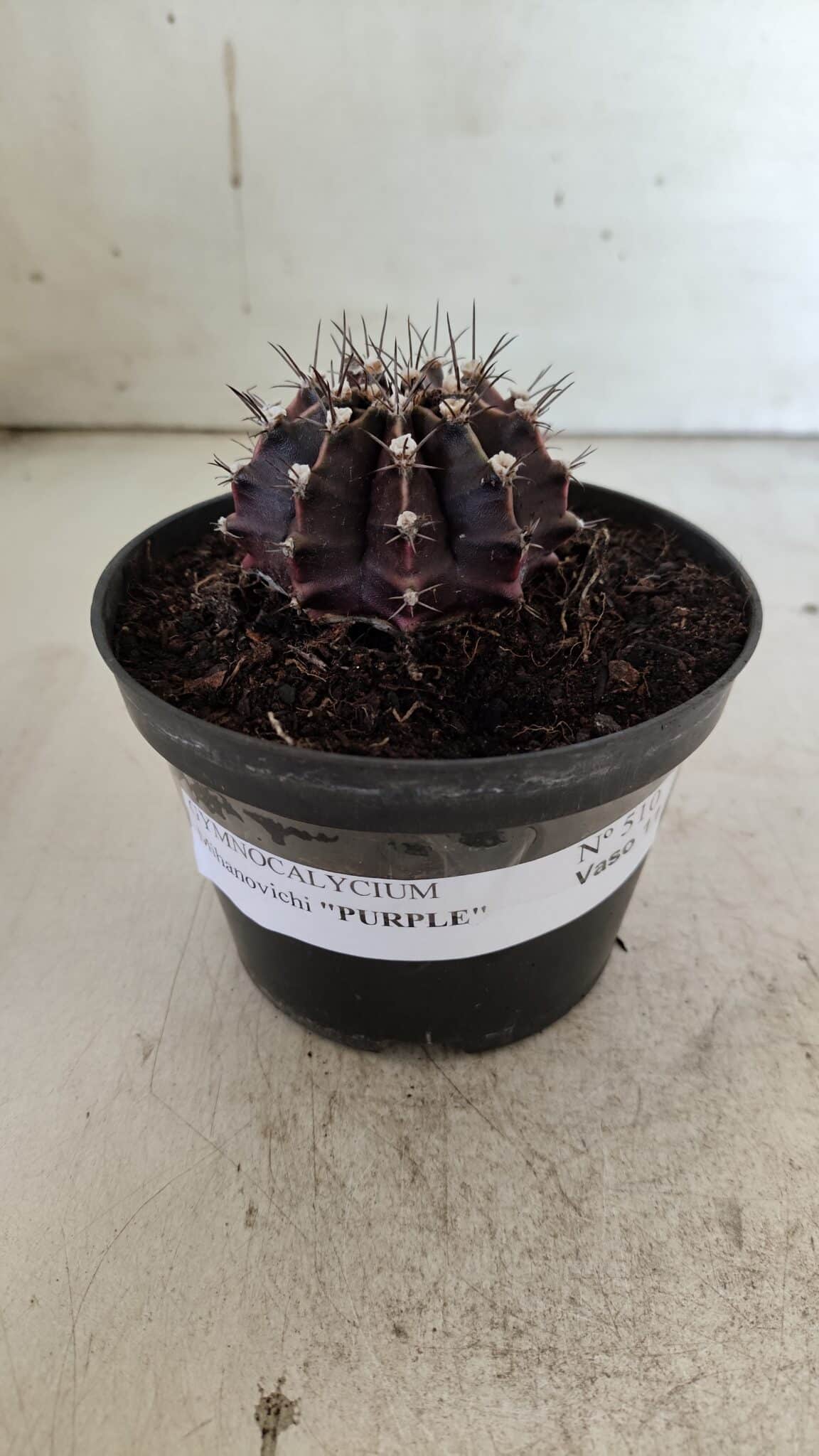 Gymnocalycium Mihanovichii “Purple” Nº 510 – vaso 11