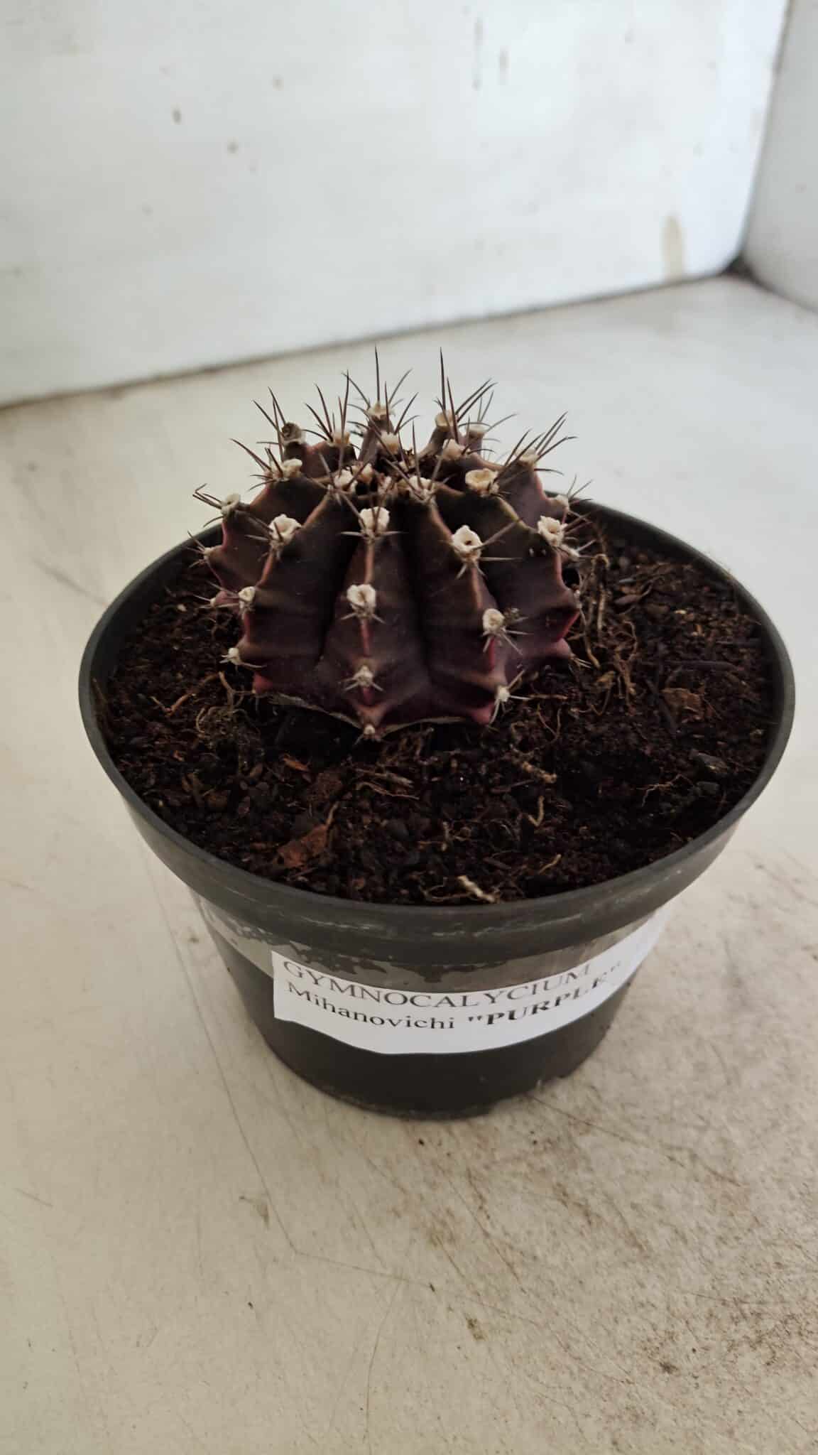 Gymnocalycium Mihanovichii “Purple” Nº 510 – vaso 11