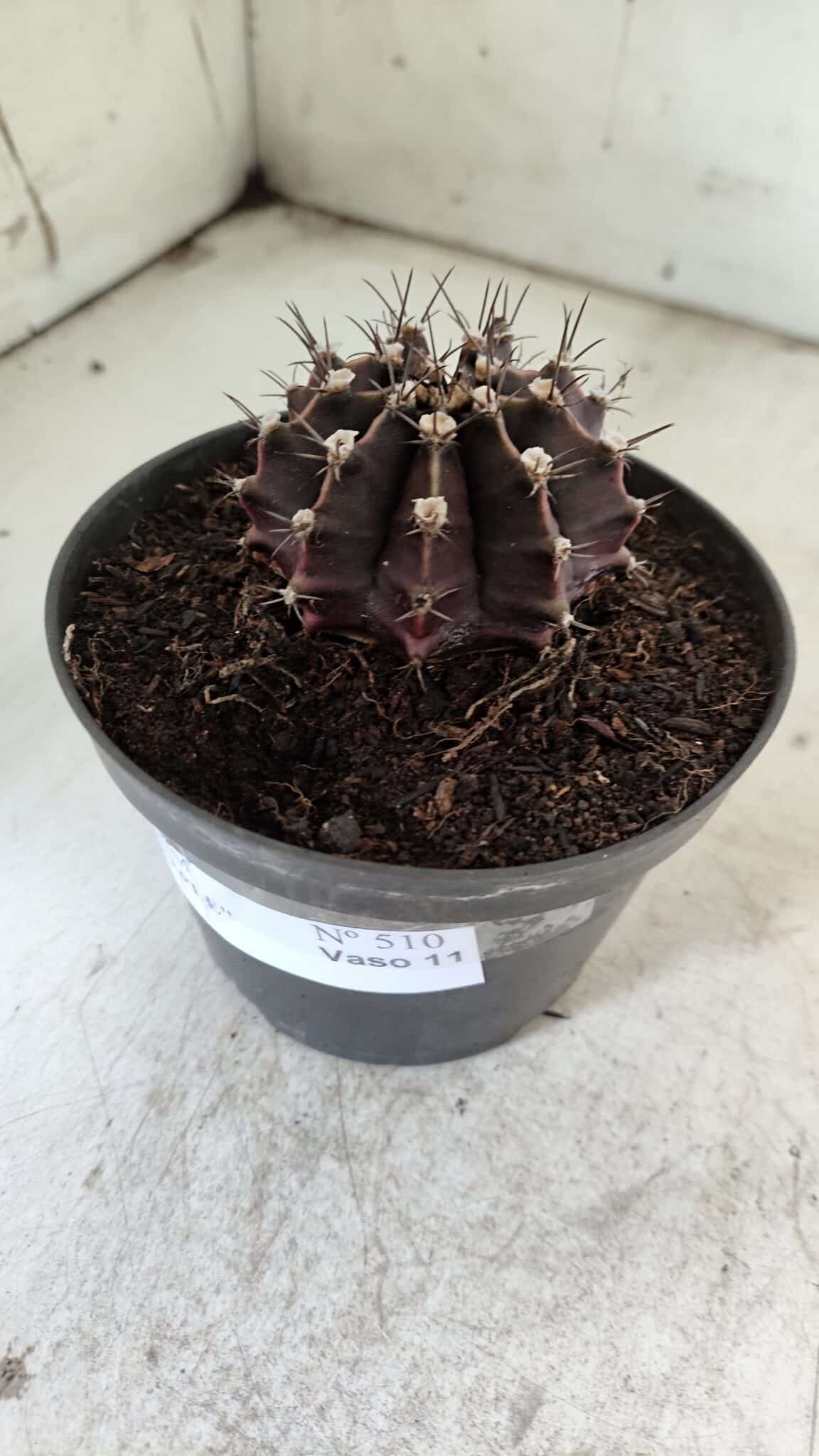 Gymnocalycium Mihanovichii “Purple” Nº 510 – vaso 11