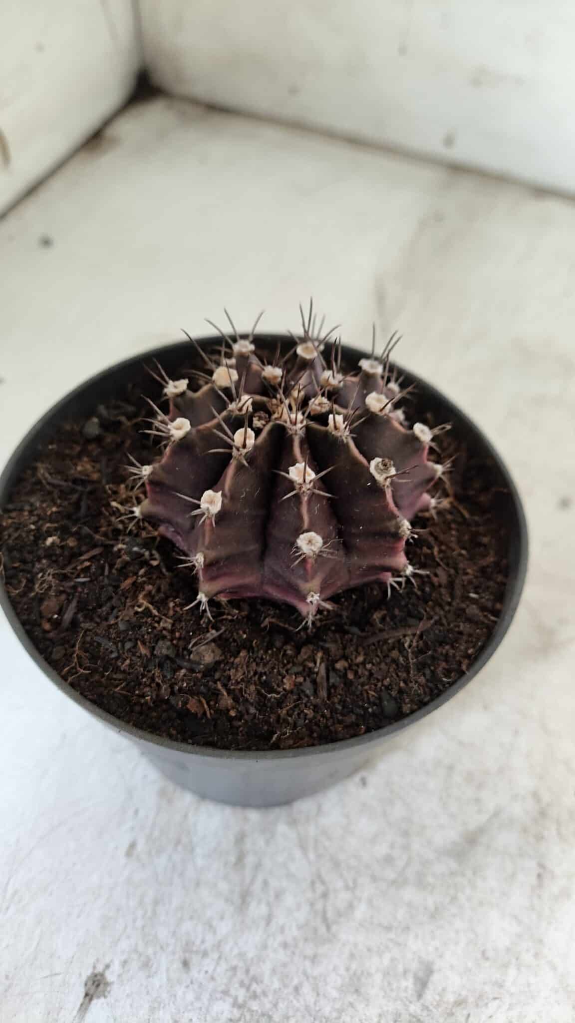 Gymnocalycium Mihanovichii “Purple” Nº 510 – vaso 11
