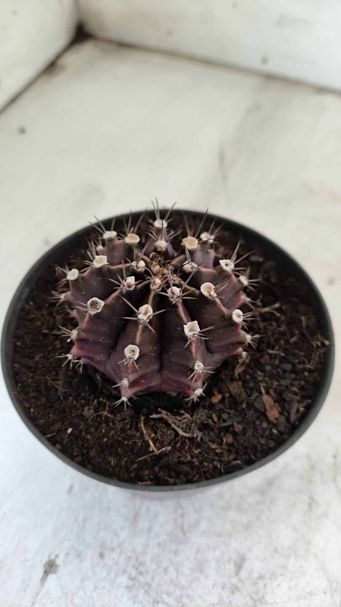 Gymnocalycium Mihanovichii “Purple” Nº 510 – vaso 11