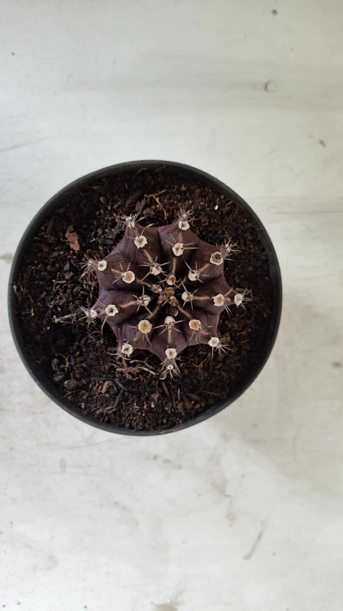 Gymnocalycium Mihanovichii “Purple” Nº 510 – vaso 11