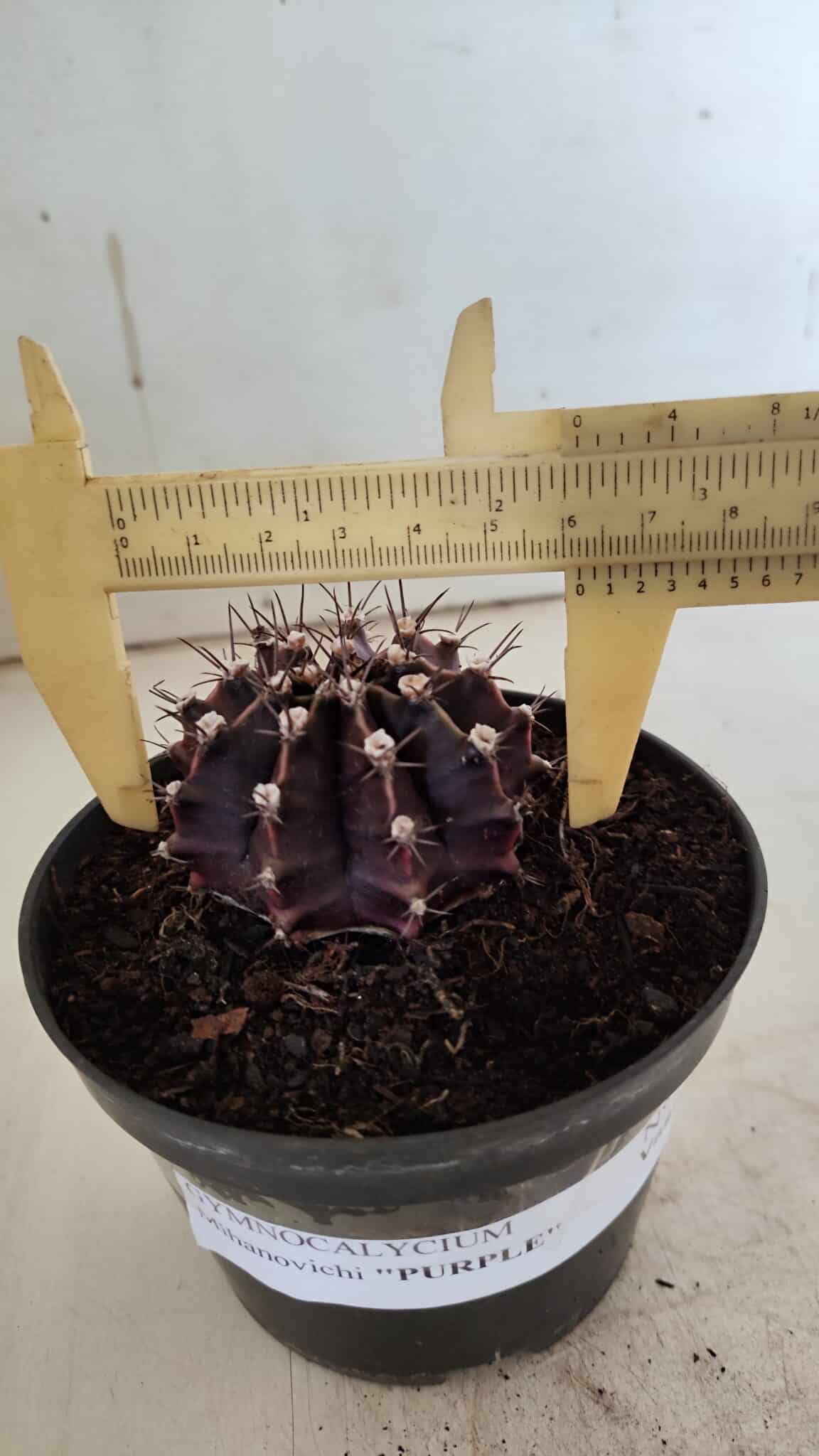 Gymnocalycium Mihanovichii “Purple” Nº 510 – vaso 11