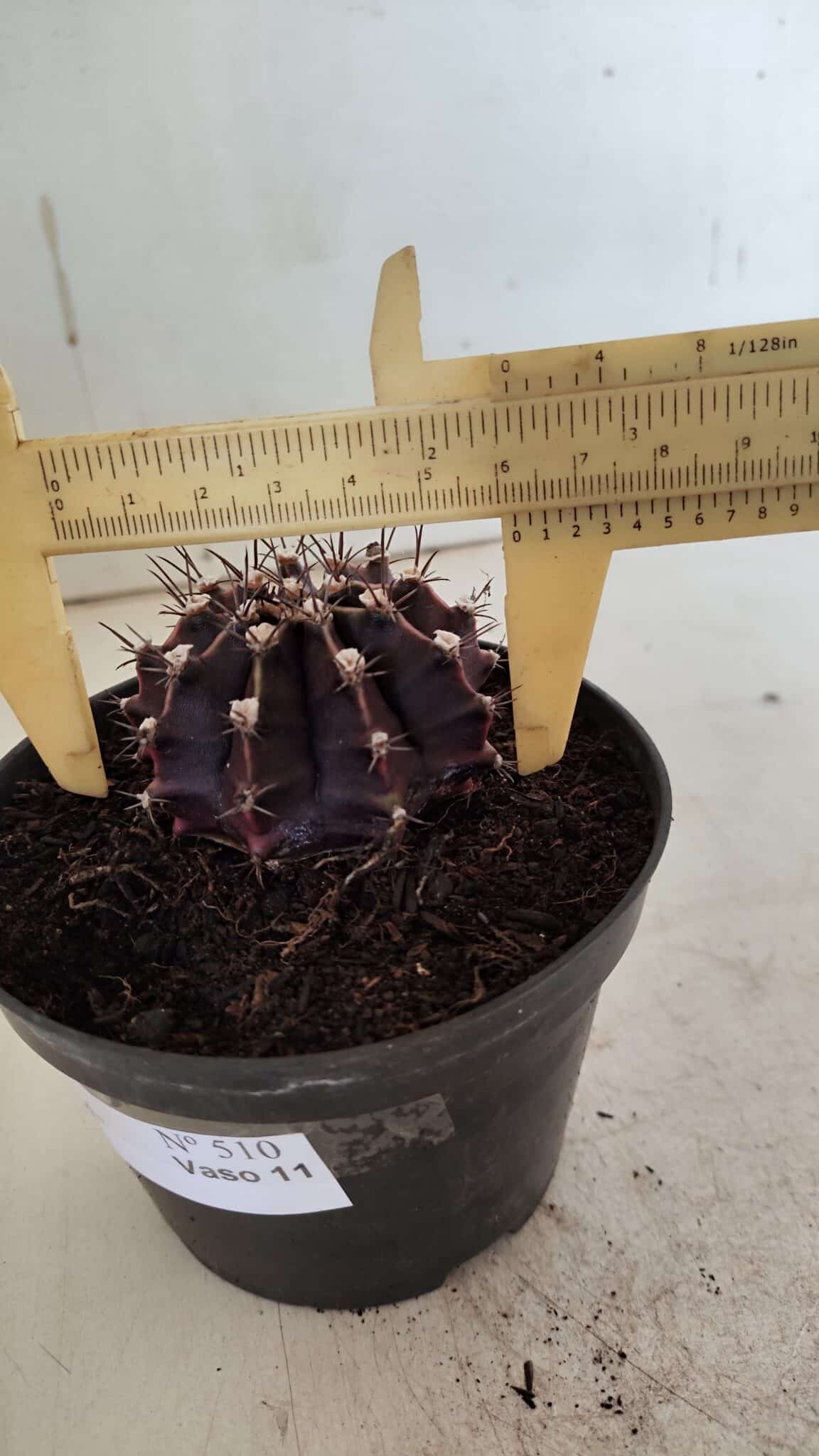 Gymnocalycium Mihanovichii “Purple” Nº 510 – vaso 11