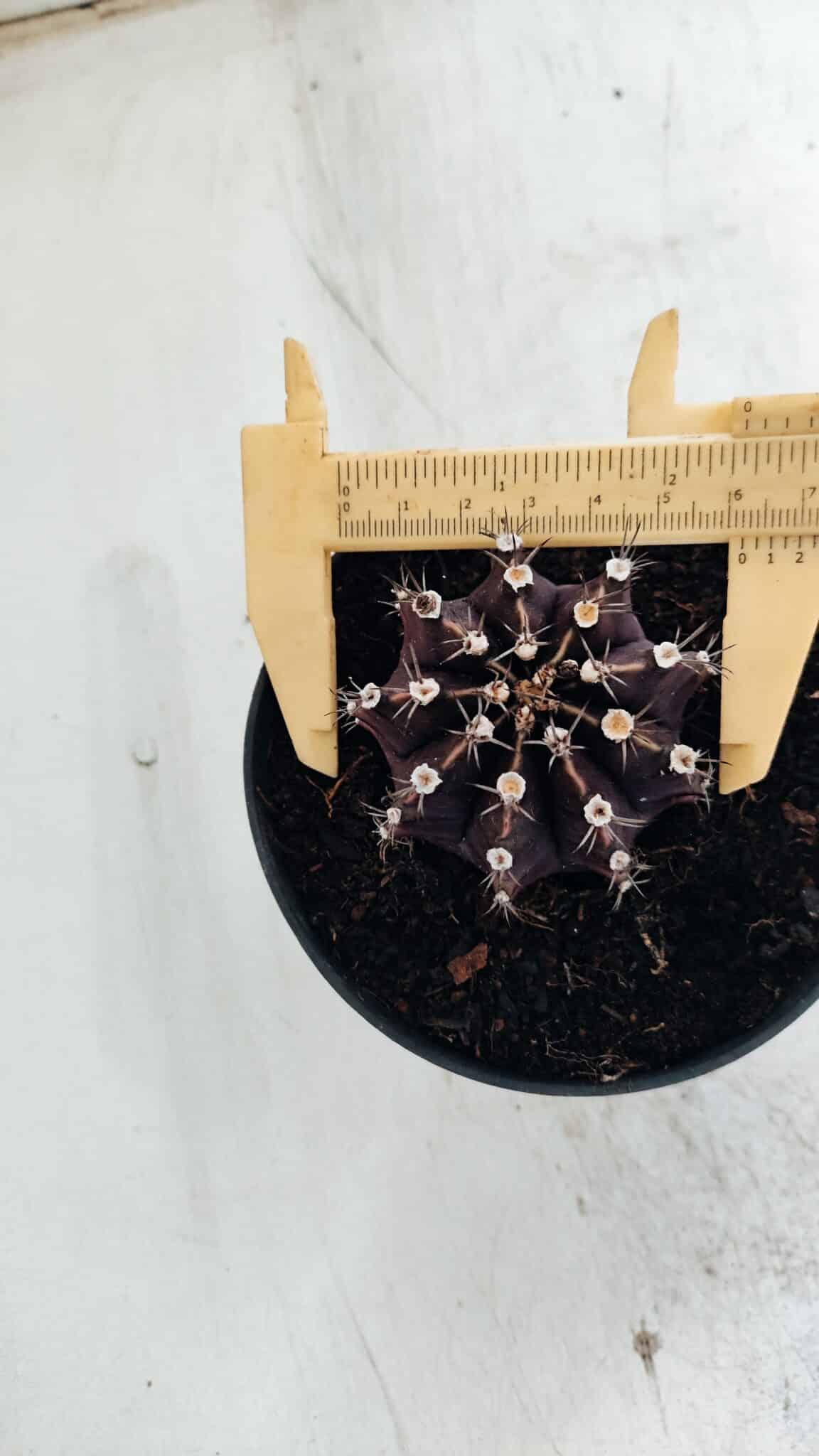 Gymnocalycium Mihanovichii “Purple” Nº 510 – vaso 11