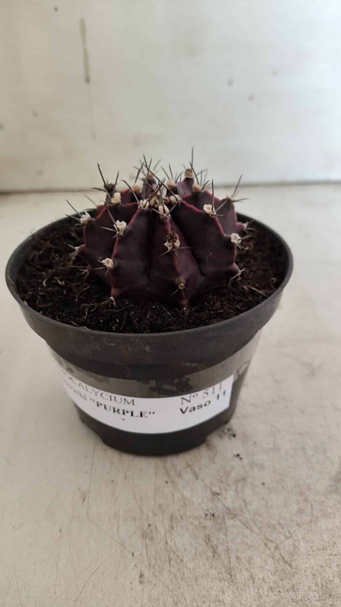 Gymnocalycium Mihanovichii “Purple” Nº 511 – vaso 11