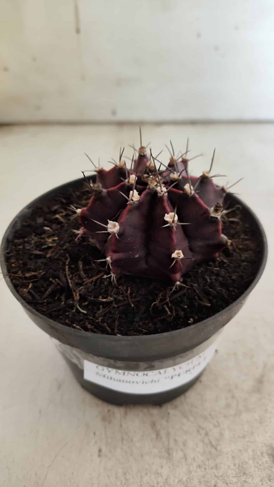 Gymnocalycium Mihanovichii “Purple” Nº 511 – vaso 11