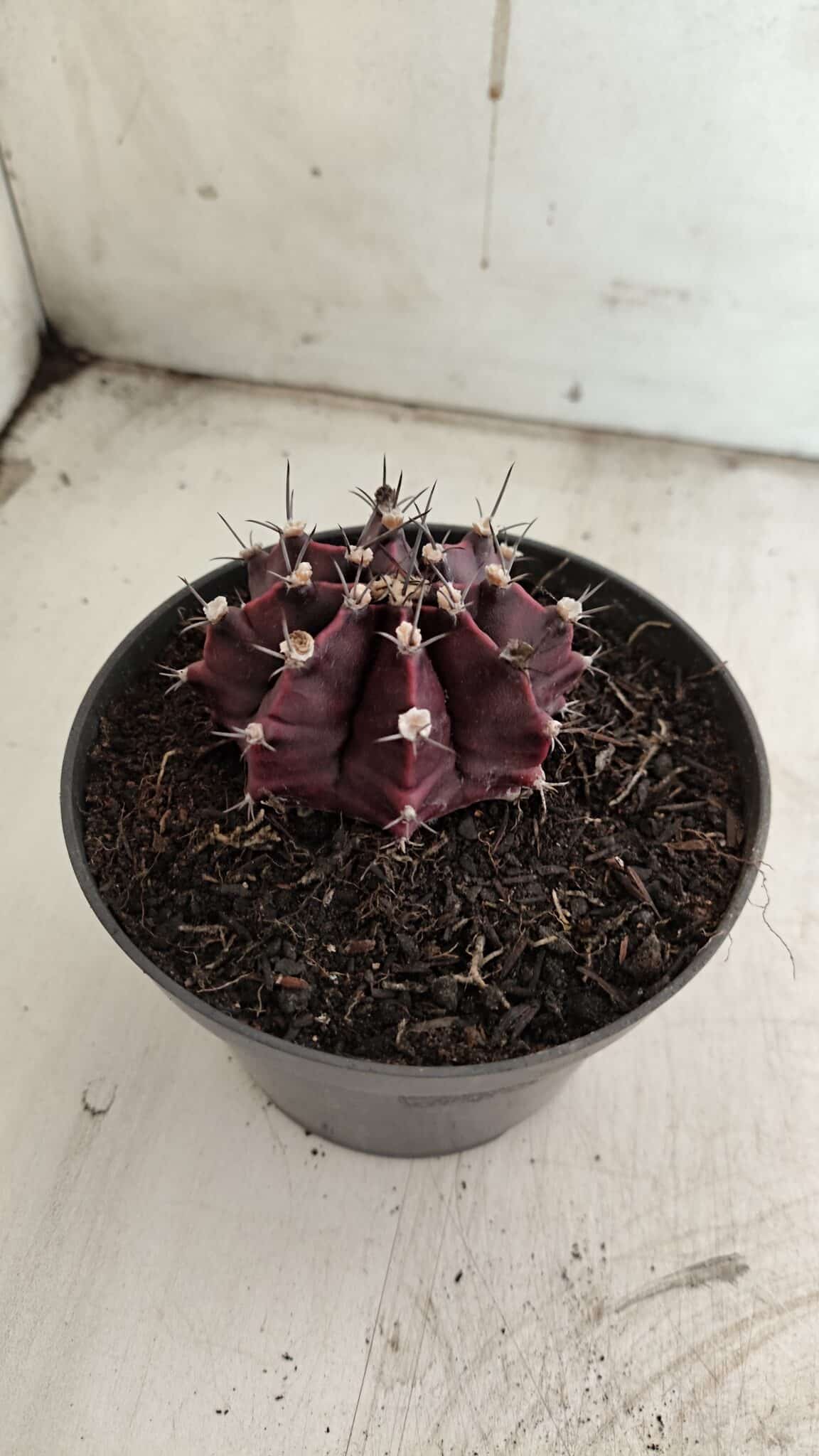 Gymnocalycium Mihanovichii “Purple” Nº 511 – vaso 11