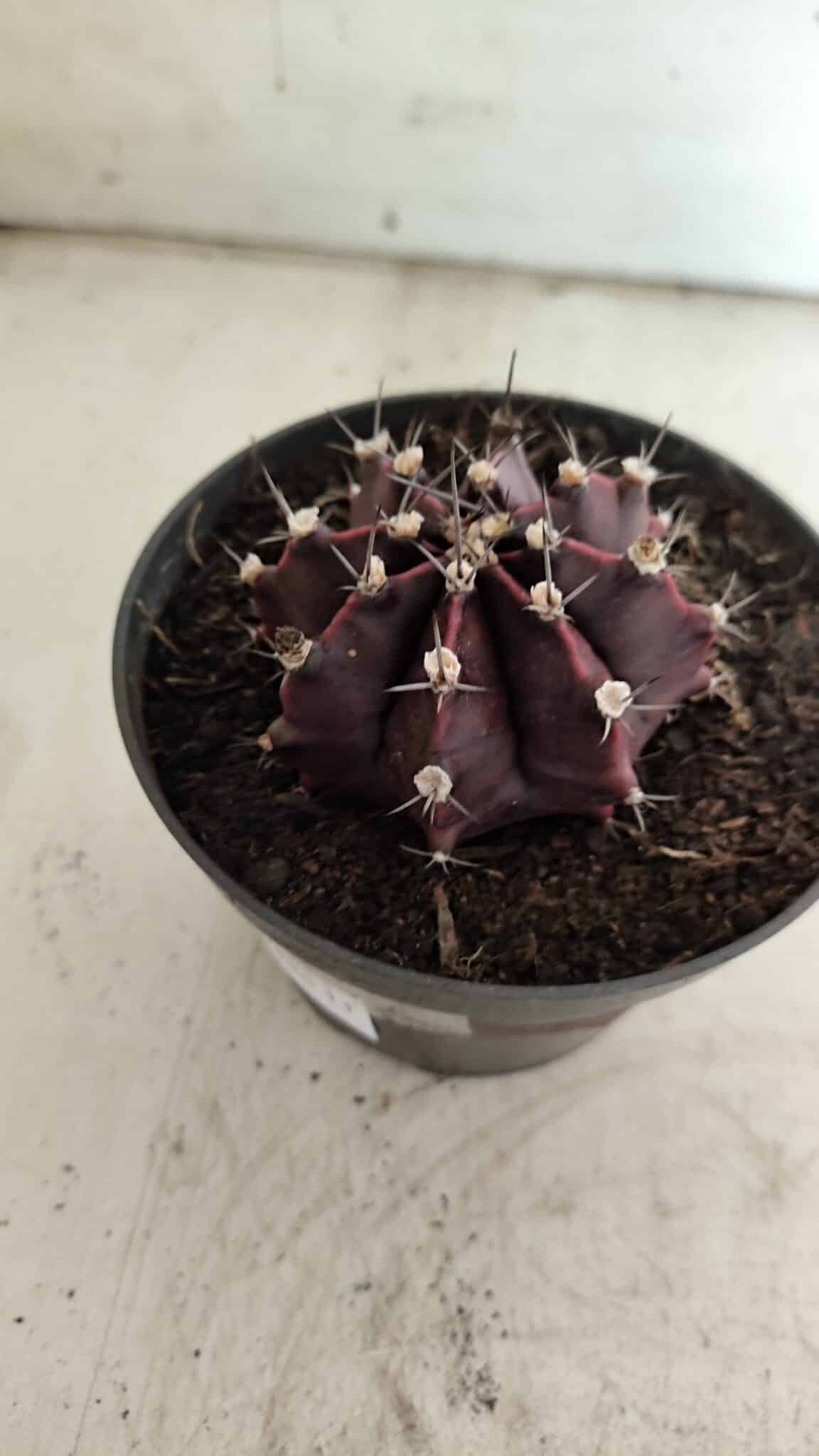 Gymnocalycium Mihanovichii “Purple” Nº 511 – vaso 11