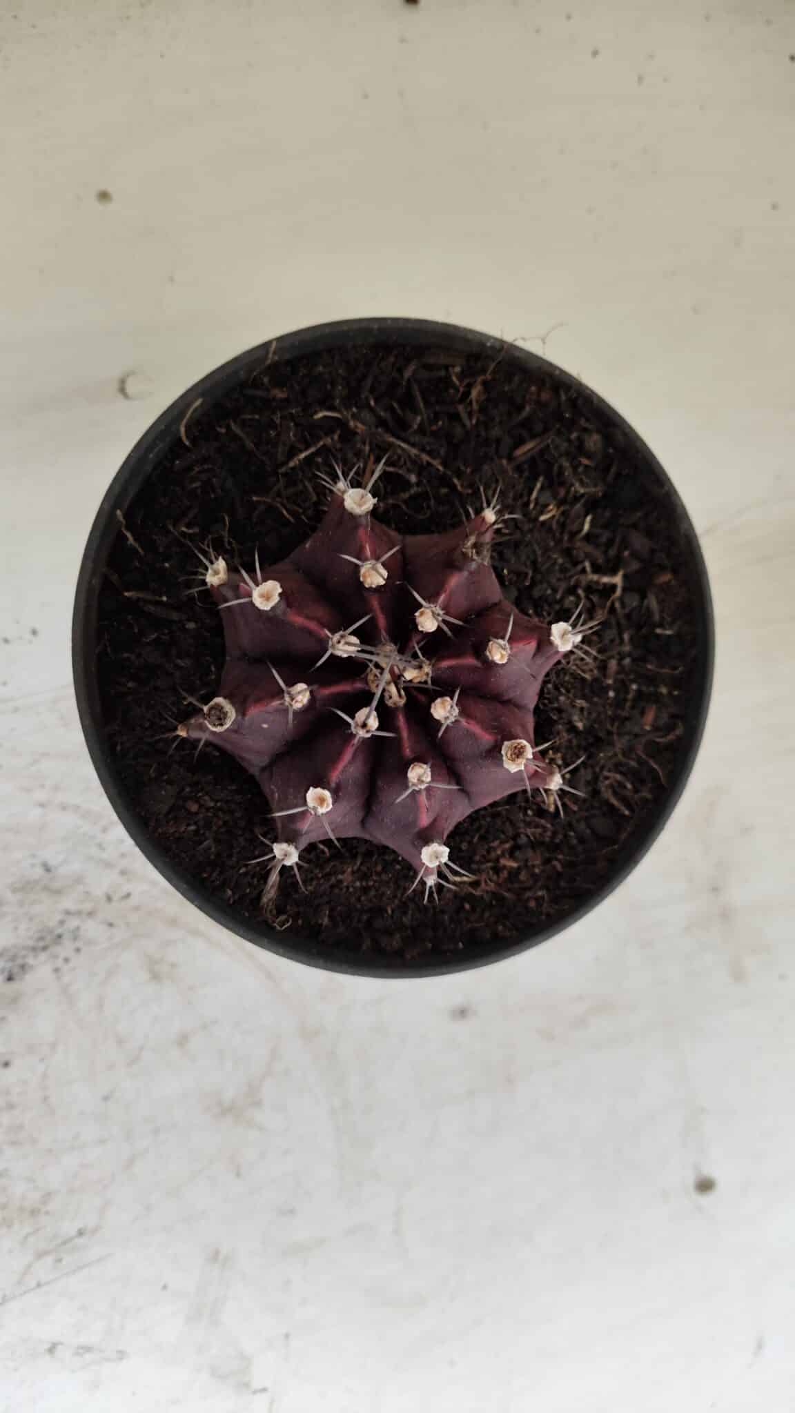 Gymnocalycium Mihanovichii “Purple” Nº 511 – vaso 11