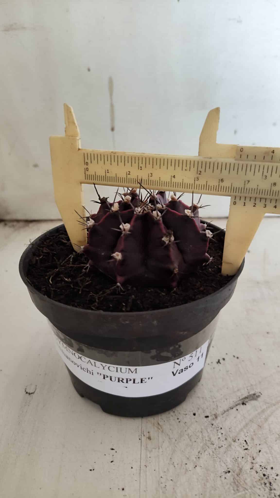 Gymnocalycium Mihanovichii “Purple” Nº 511 – vaso 11