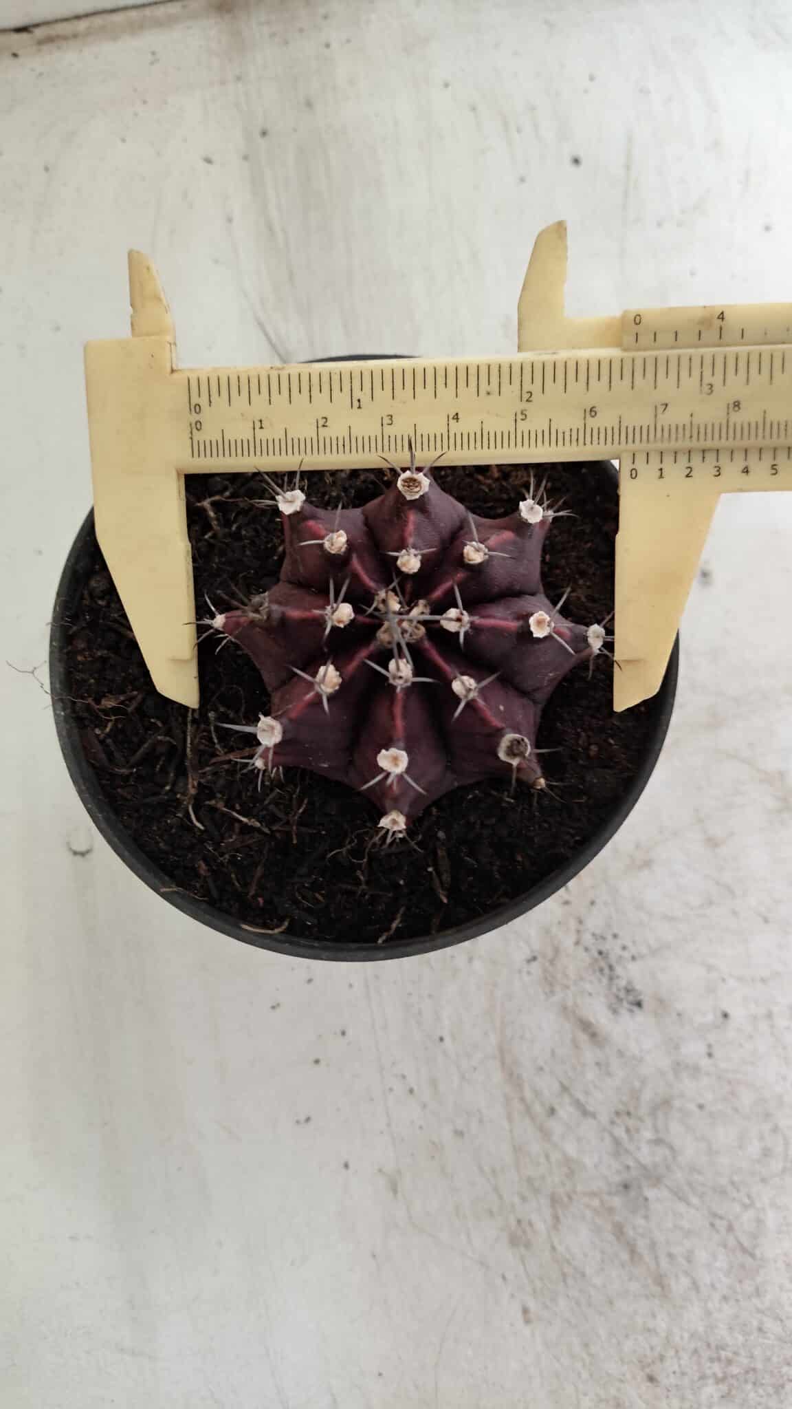 Gymnocalycium Mihanovichii “Purple” Nº 511 – vaso 11