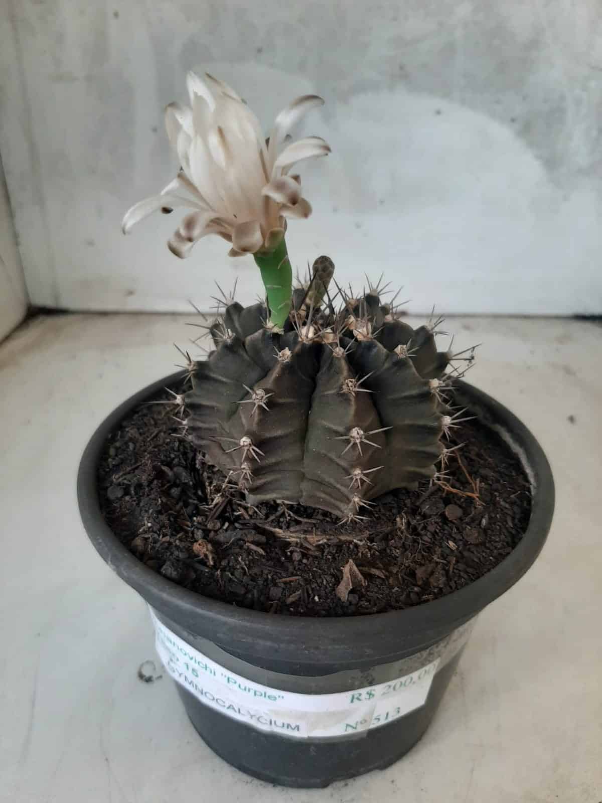 MATRIZ Gymnocalycium Mihanovichii “Purple” Nº 513 – vaso 15