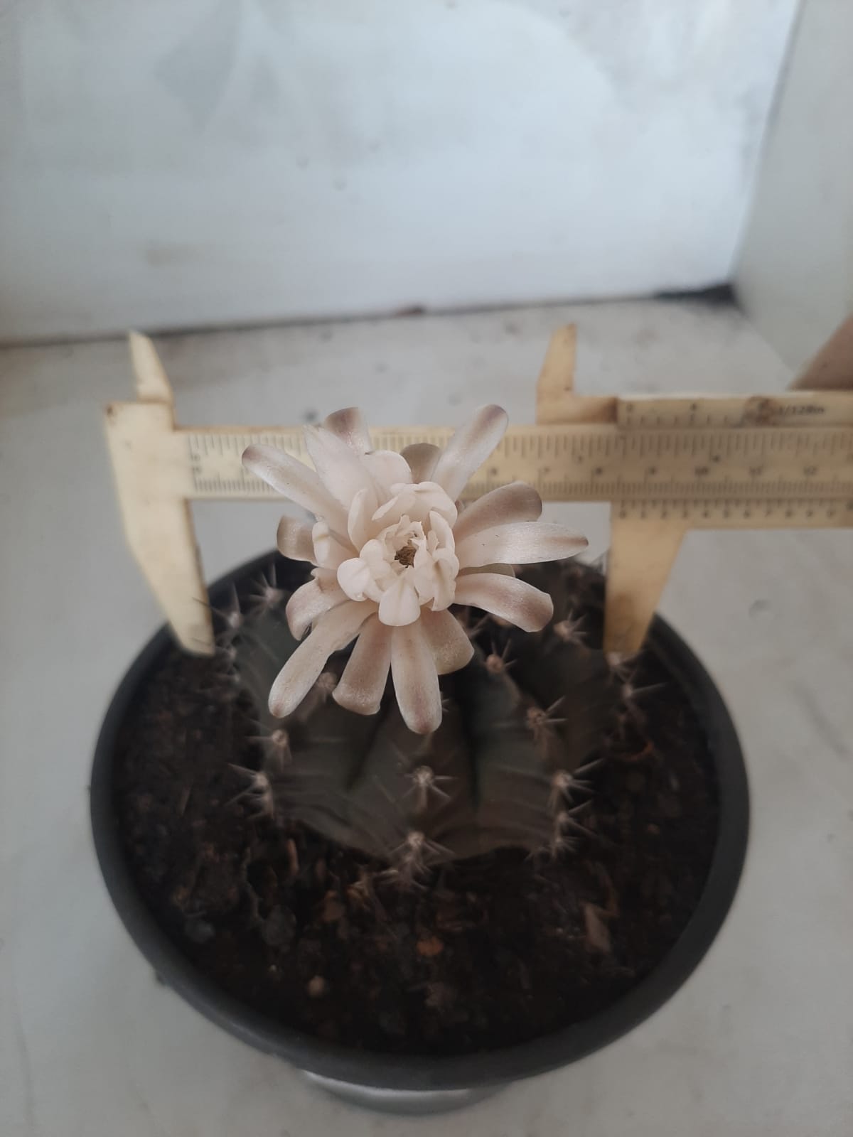 MATRIZ Gymnocalycium Mihanovichii “Purple” Nº 513 – vaso 15