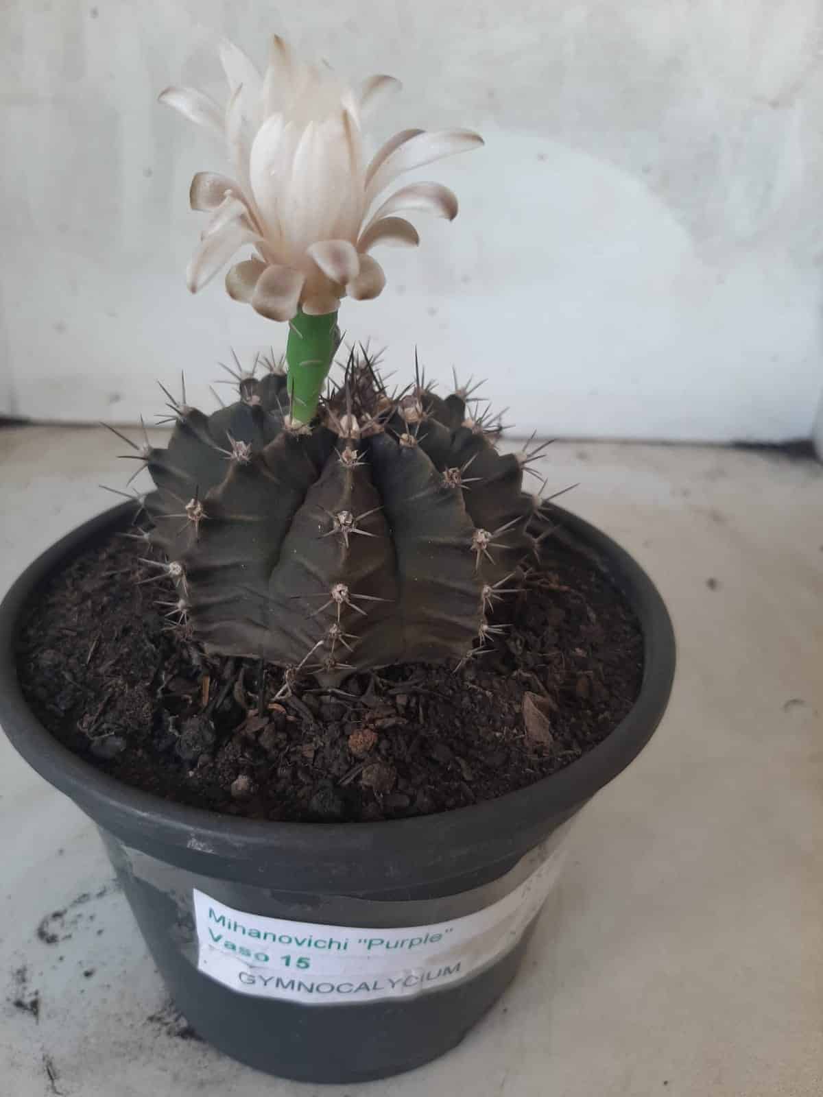 MATRIZ Gymnocalycium Mihanovichii “Purple” Nº 513 – vaso 15