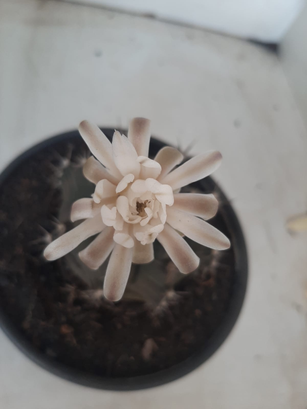 MATRIZ Gymnocalycium Mihanovichii “Purple” Nº 513 – vaso 15