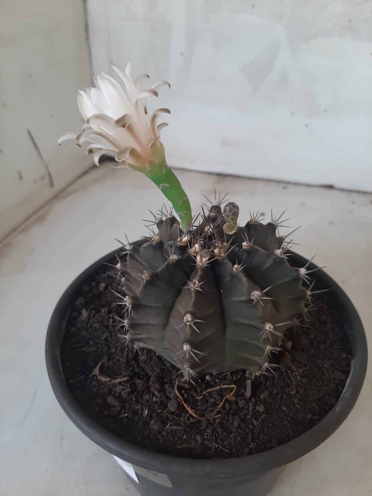 MATRIZ Gymnocalycium Mihanovichii “Purple” Nº 513 – vaso 15