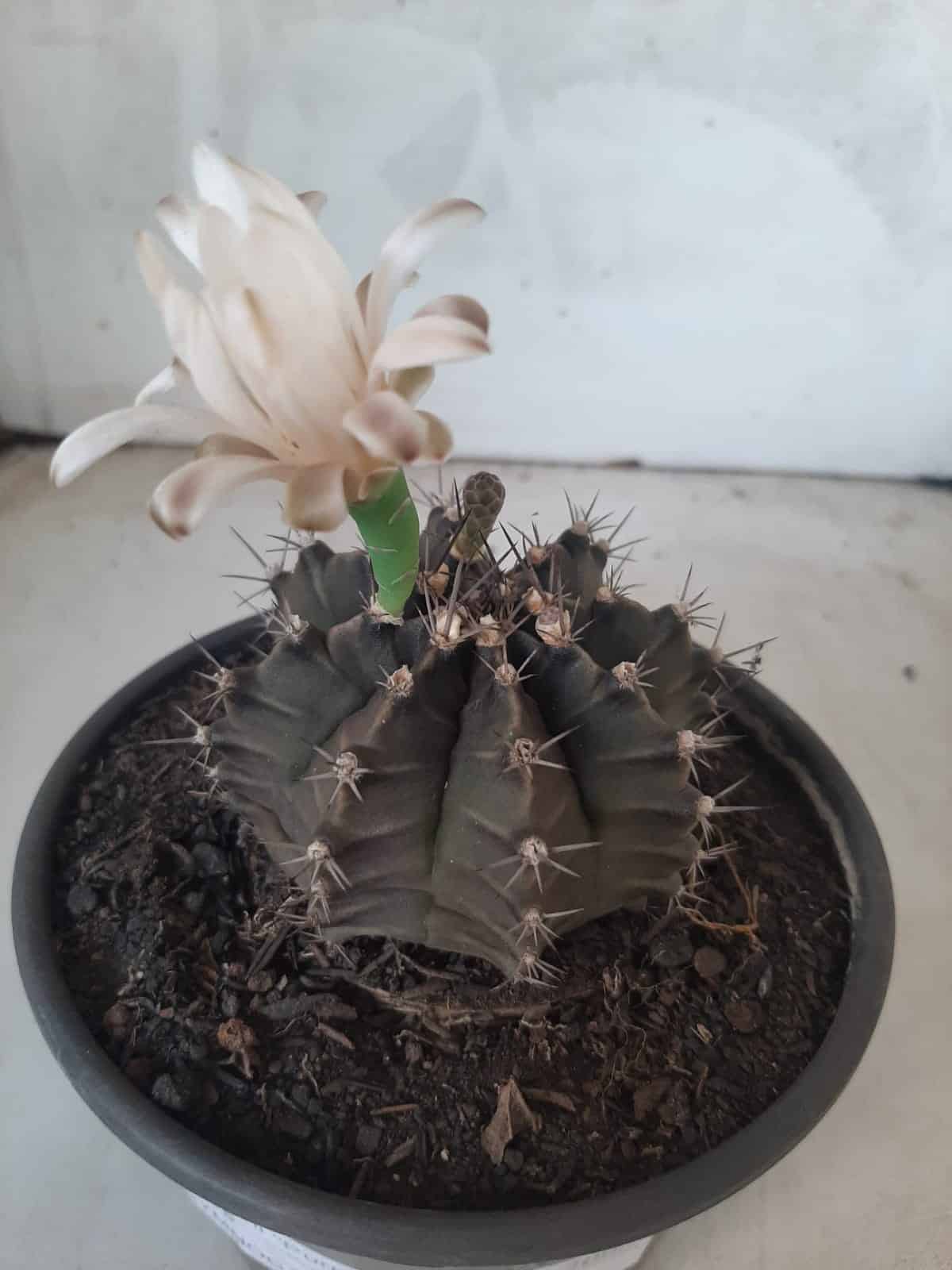 MATRIZ Gymnocalycium Mihanovichii “Purple” Nº 513 – vaso 15
