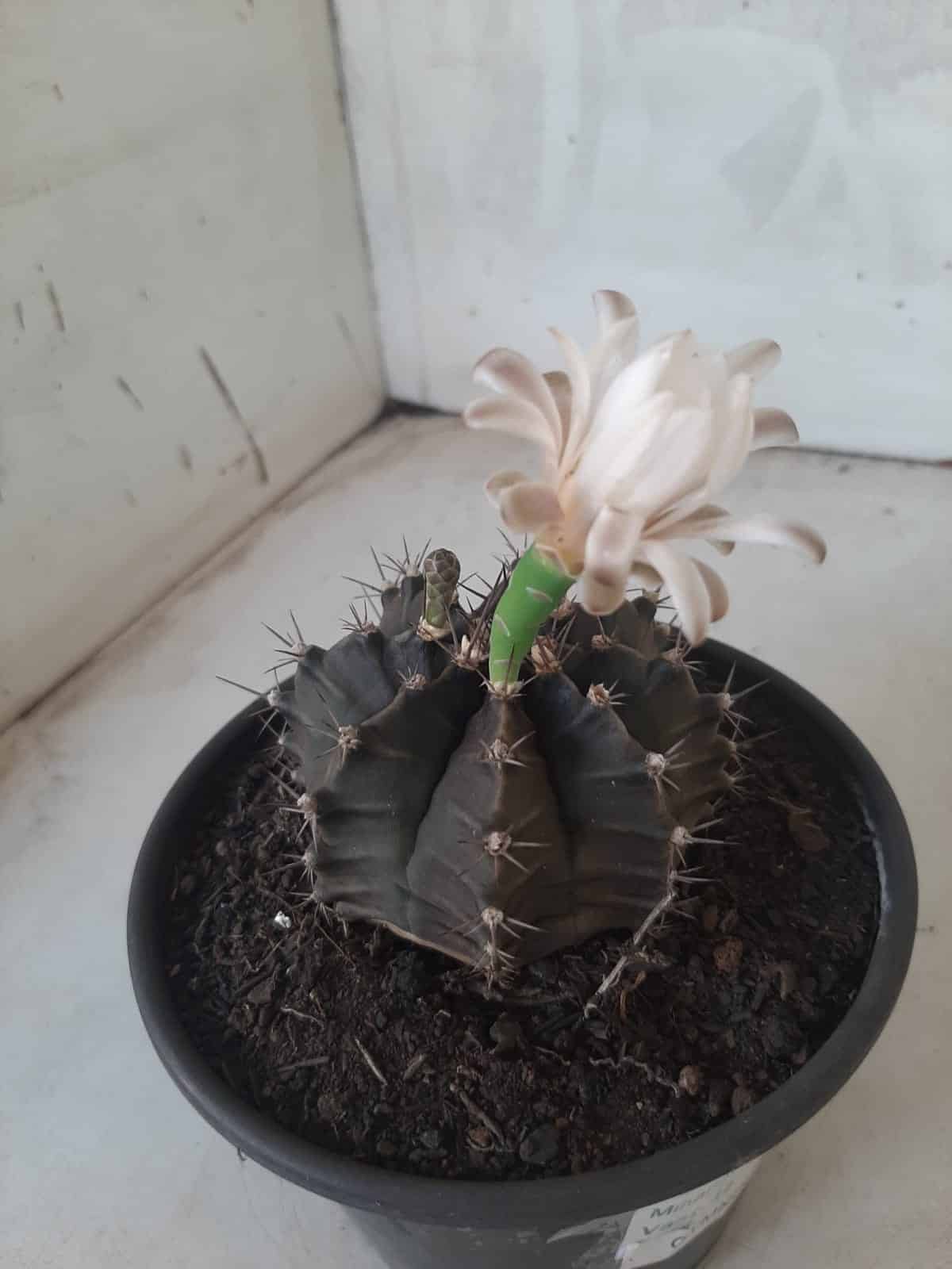 MATRIZ Gymnocalycium Mihanovichii “Purple” Nº 513 – vaso 15