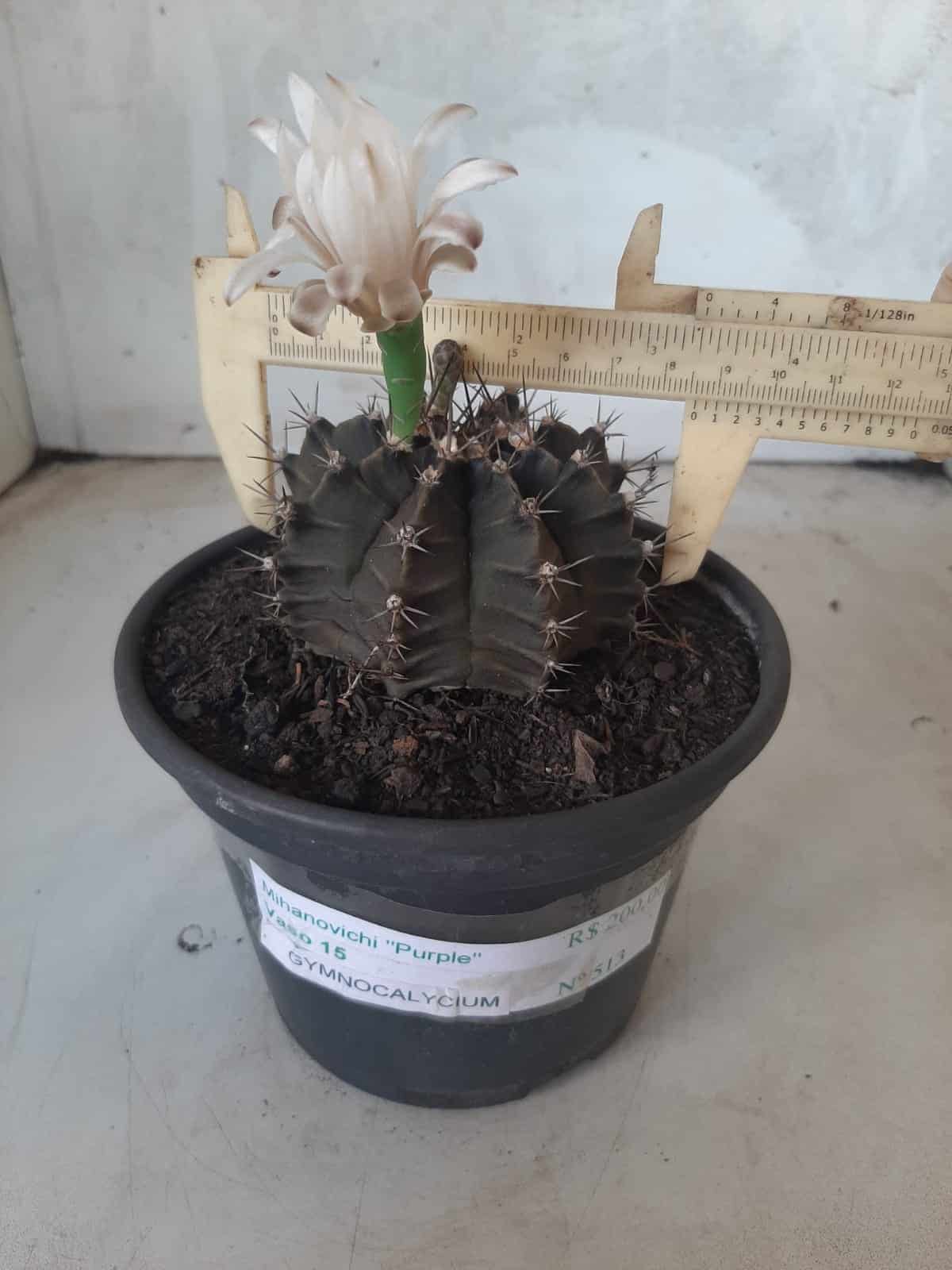 MATRIZ Gymnocalycium Mihanovichii “Purple” Nº 513 – vaso 15