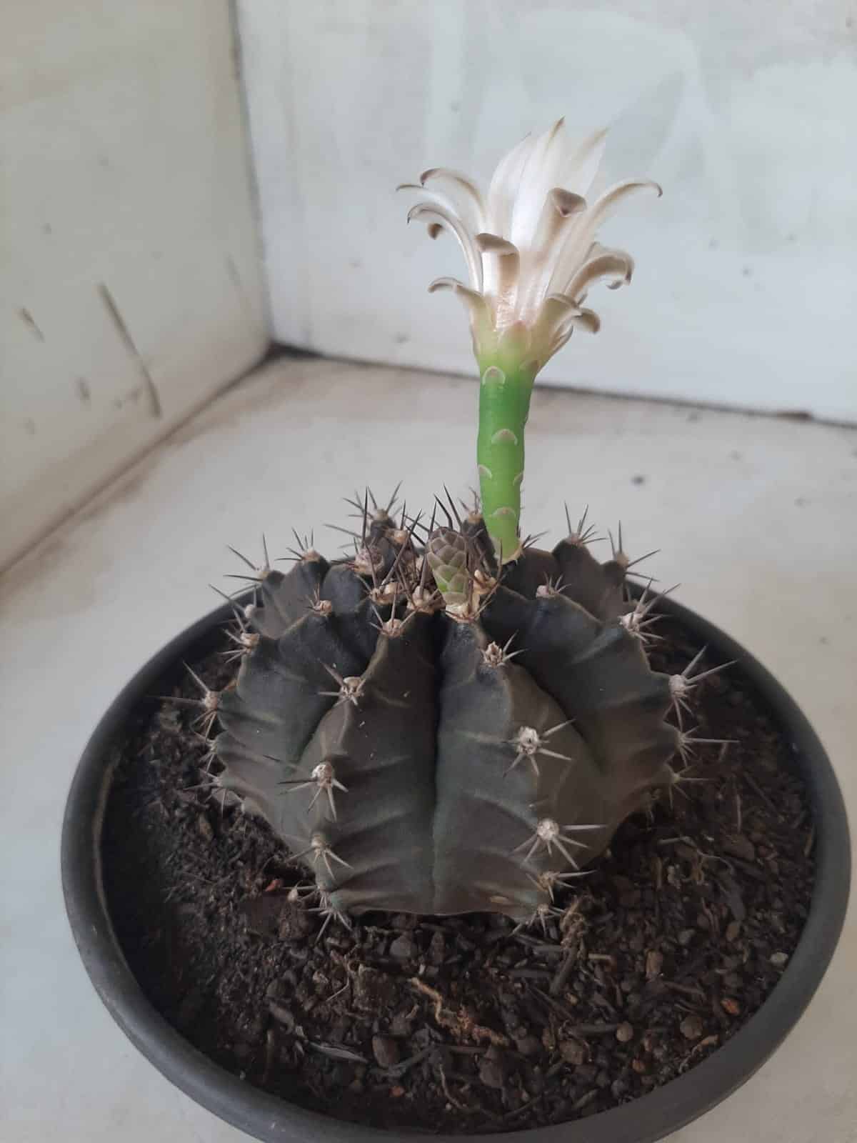 MATRIZ Gymnocalycium Mihanovichii “Purple” Nº 513 – vaso 15