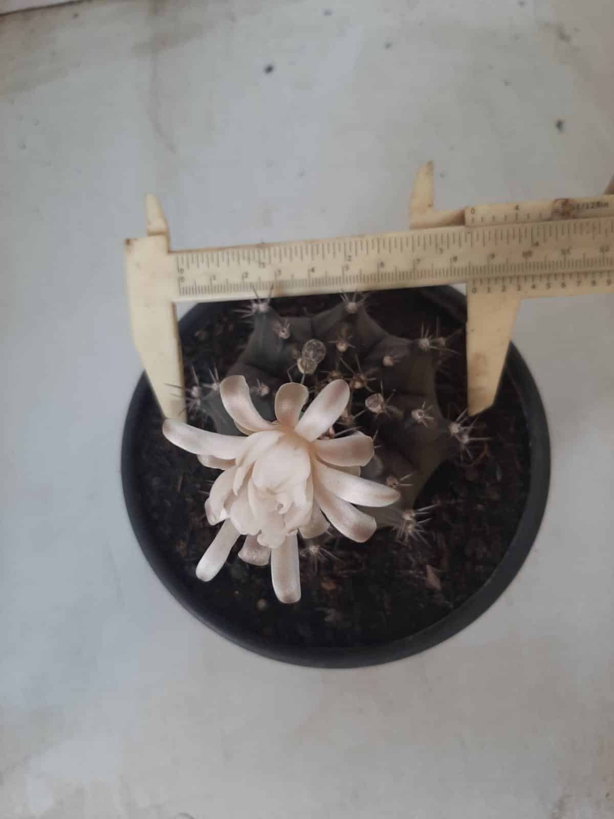 MATRIZ Gymnocalycium Mihanovichii “Purple” Nº 513 – vaso 15