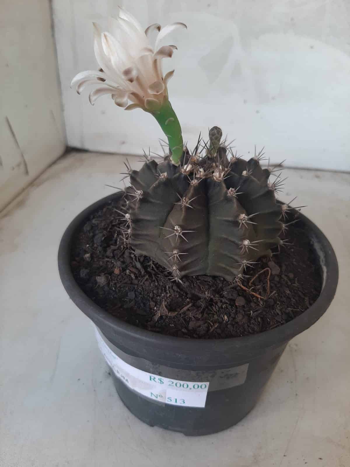 MATRIZ Gymnocalycium Mihanovichii “Purple” Nº 513 – vaso 15