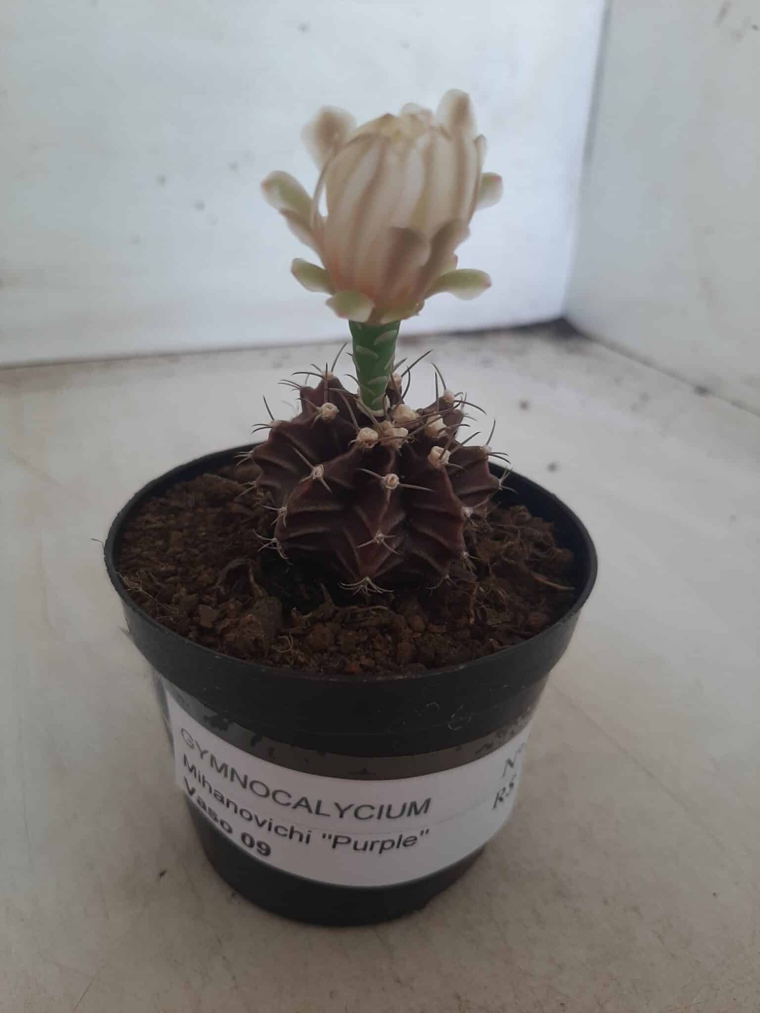 Gymnocalycium Mihanovichii “Purple” Nº 601 – vaso 09