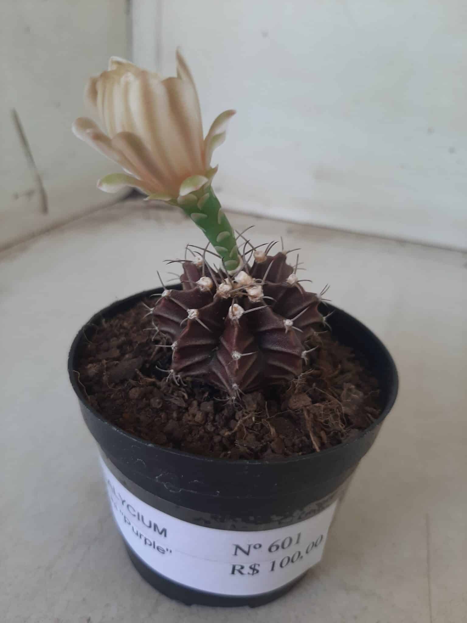 Gymnocalycium Mihanovichii “Purple” Nº 601 – vaso 09