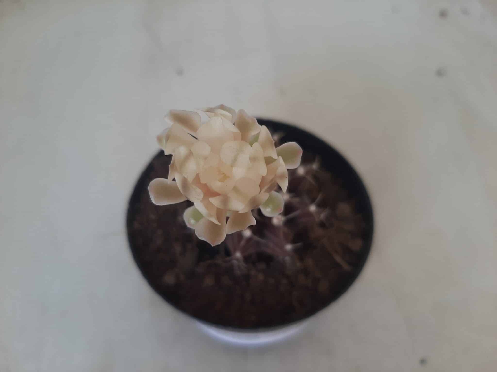 Gymnocalycium Mihanovichii “Purple” Nº 601 – vaso 09