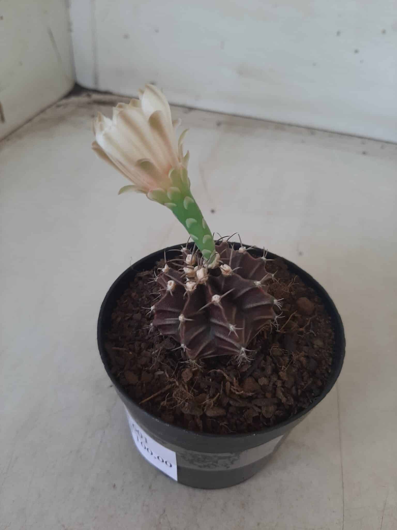 Gymnocalycium Mihanovichii “Purple” Nº 601 – vaso 09