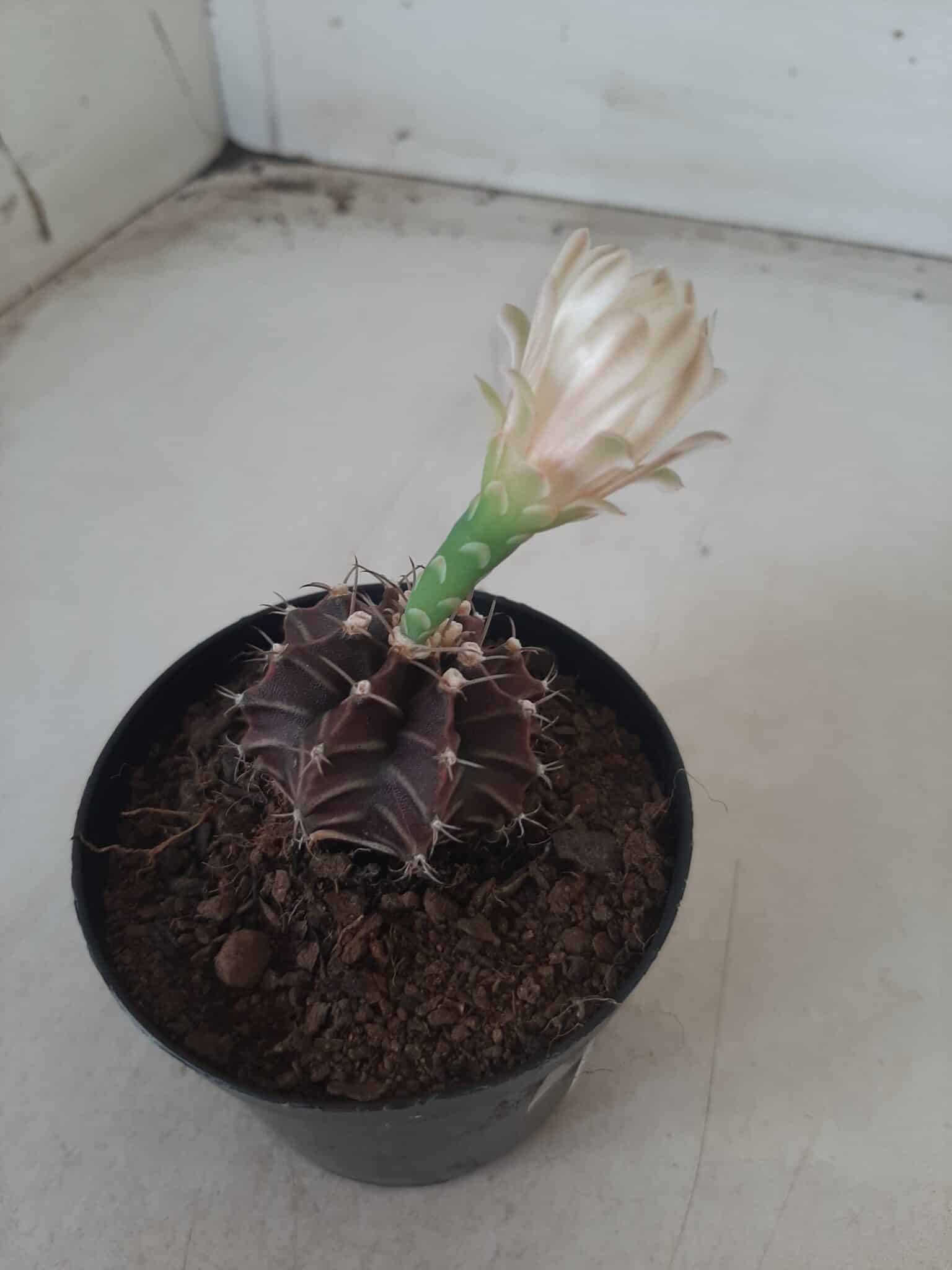 Gymnocalycium Mihanovichii “Purple” Nº 601 – vaso 09