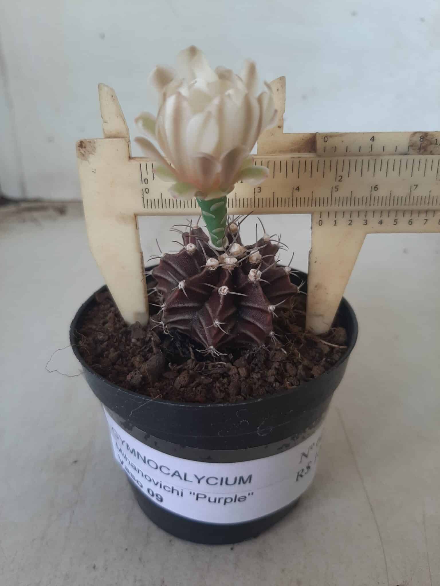 Gymnocalycium Mihanovichii “Purple” Nº 601 – vaso 09