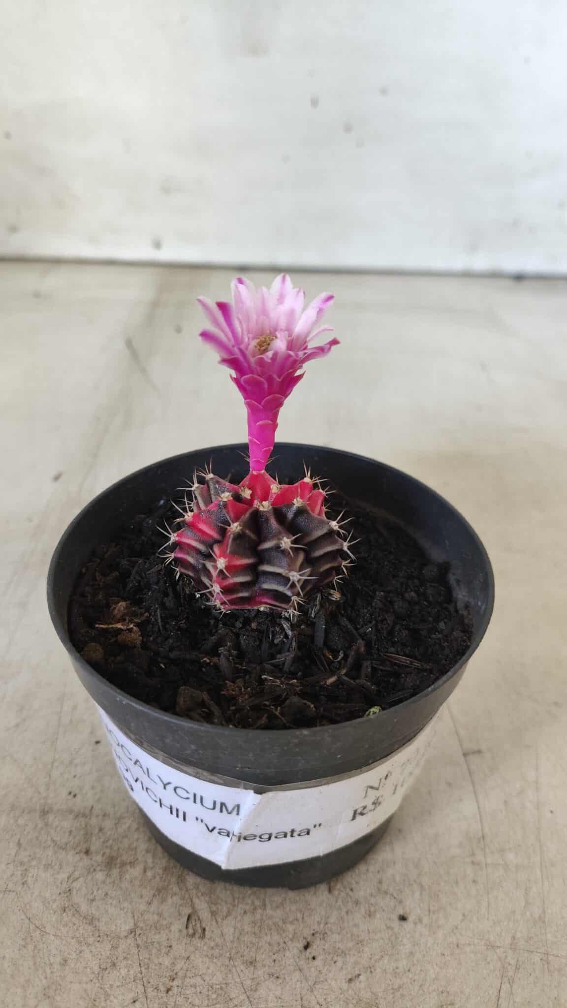 GYMNOCALYCIUM Mihanovichii Variegata Nº 70 – vaso 09