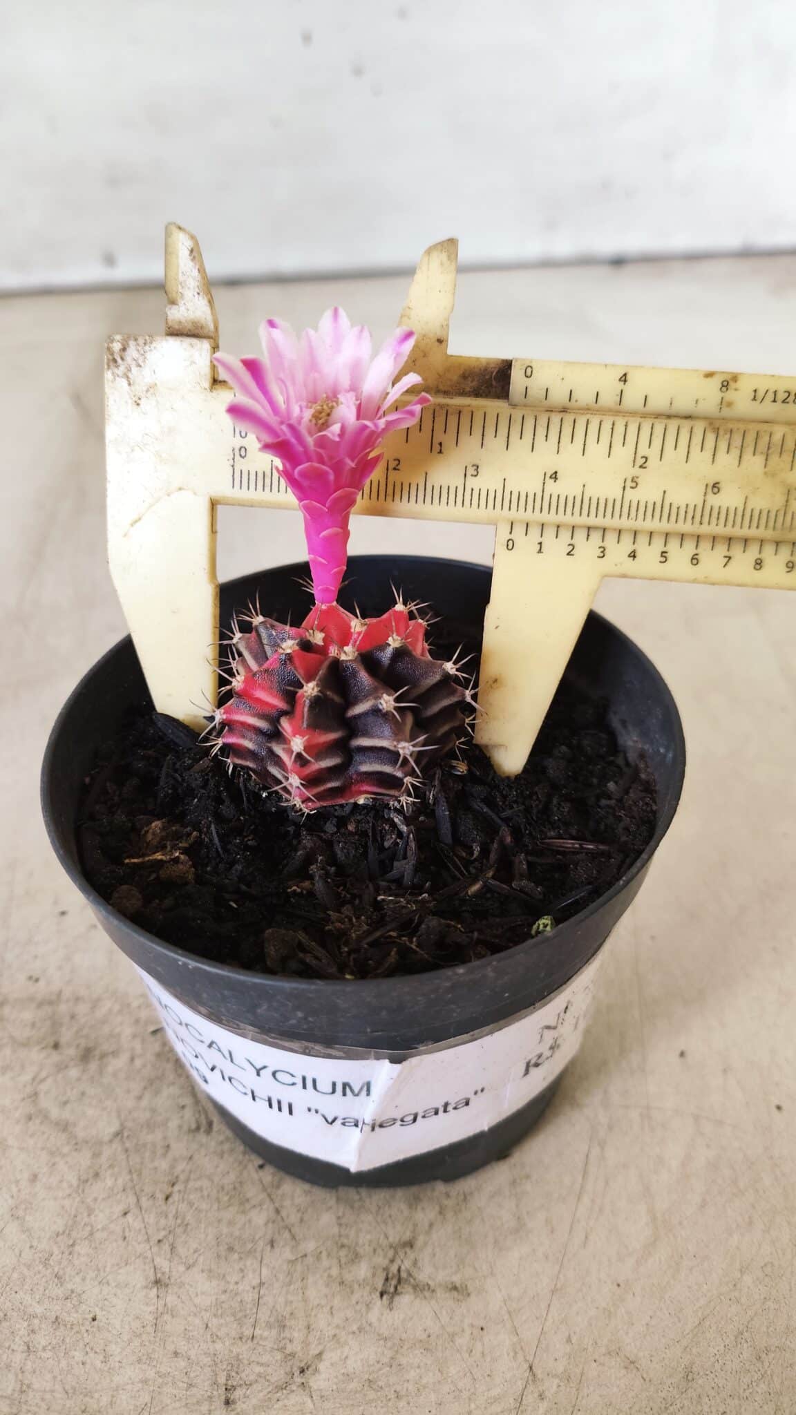 GYMNOCALYCIUM Mihanovichii Variegata Nº 70 – vaso 09