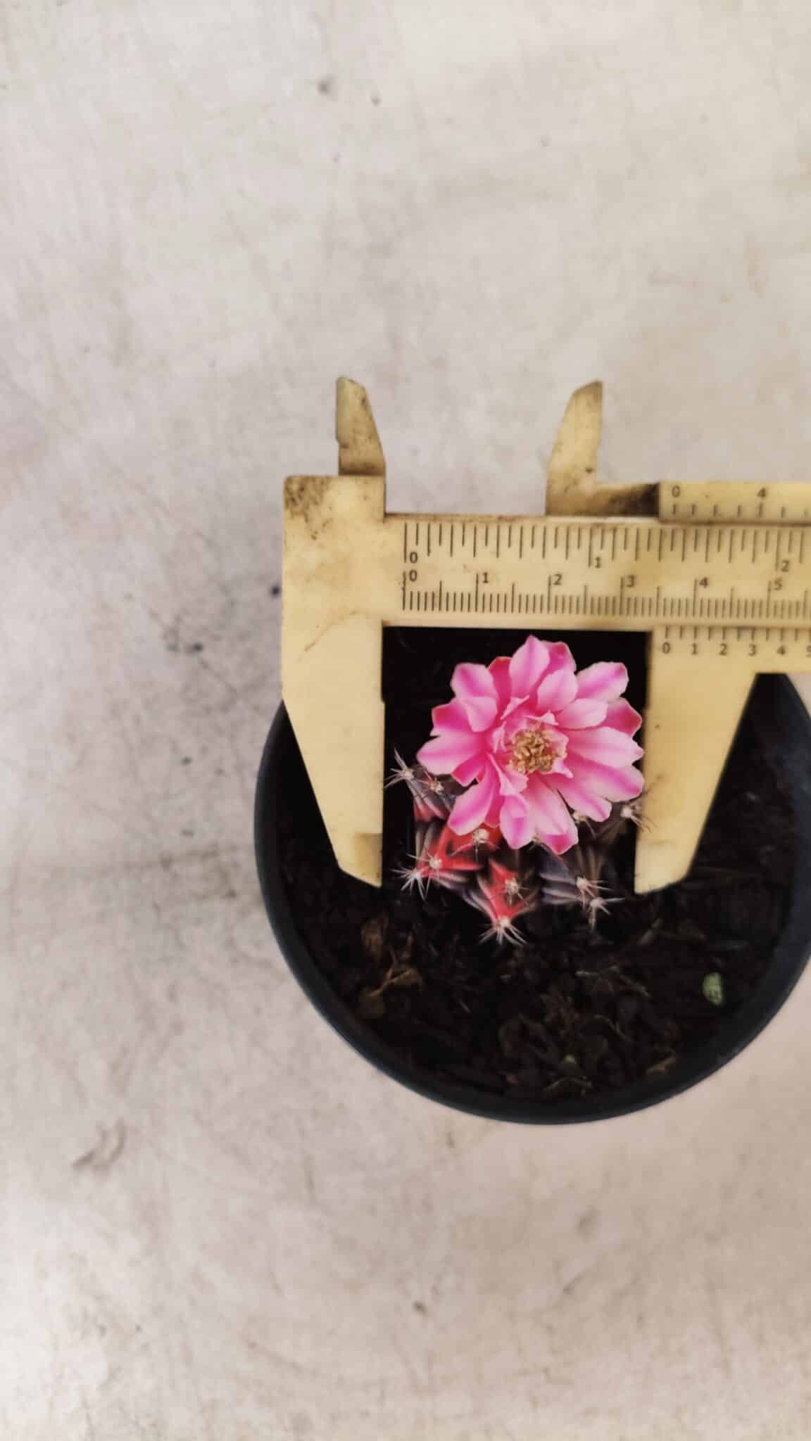 GYMNOCALYCIUM Mihanovichii Variegata Nº 70 – vaso 09