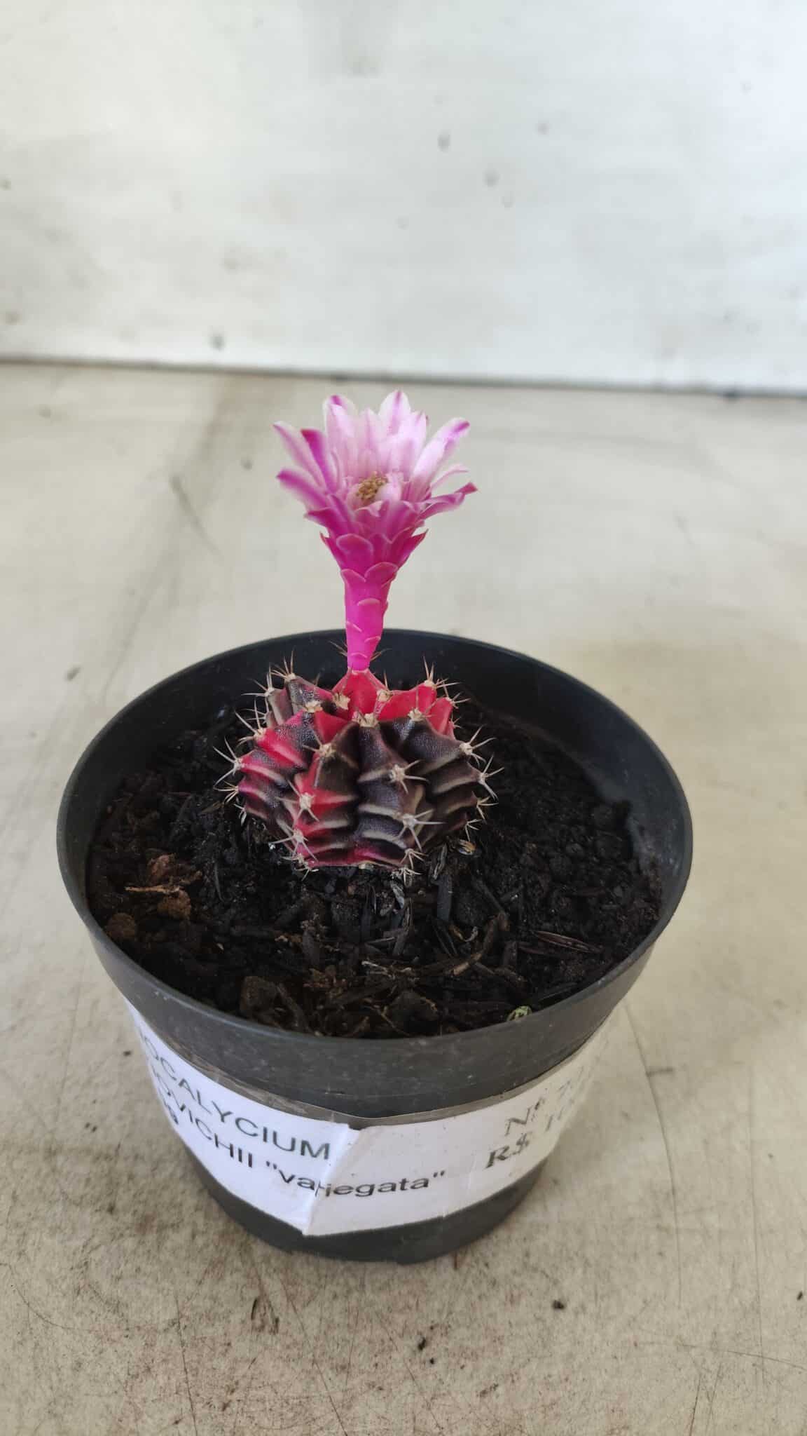 GYMNOCALYCIUM Mihanovichii Variegata Nº 70 – vaso 09