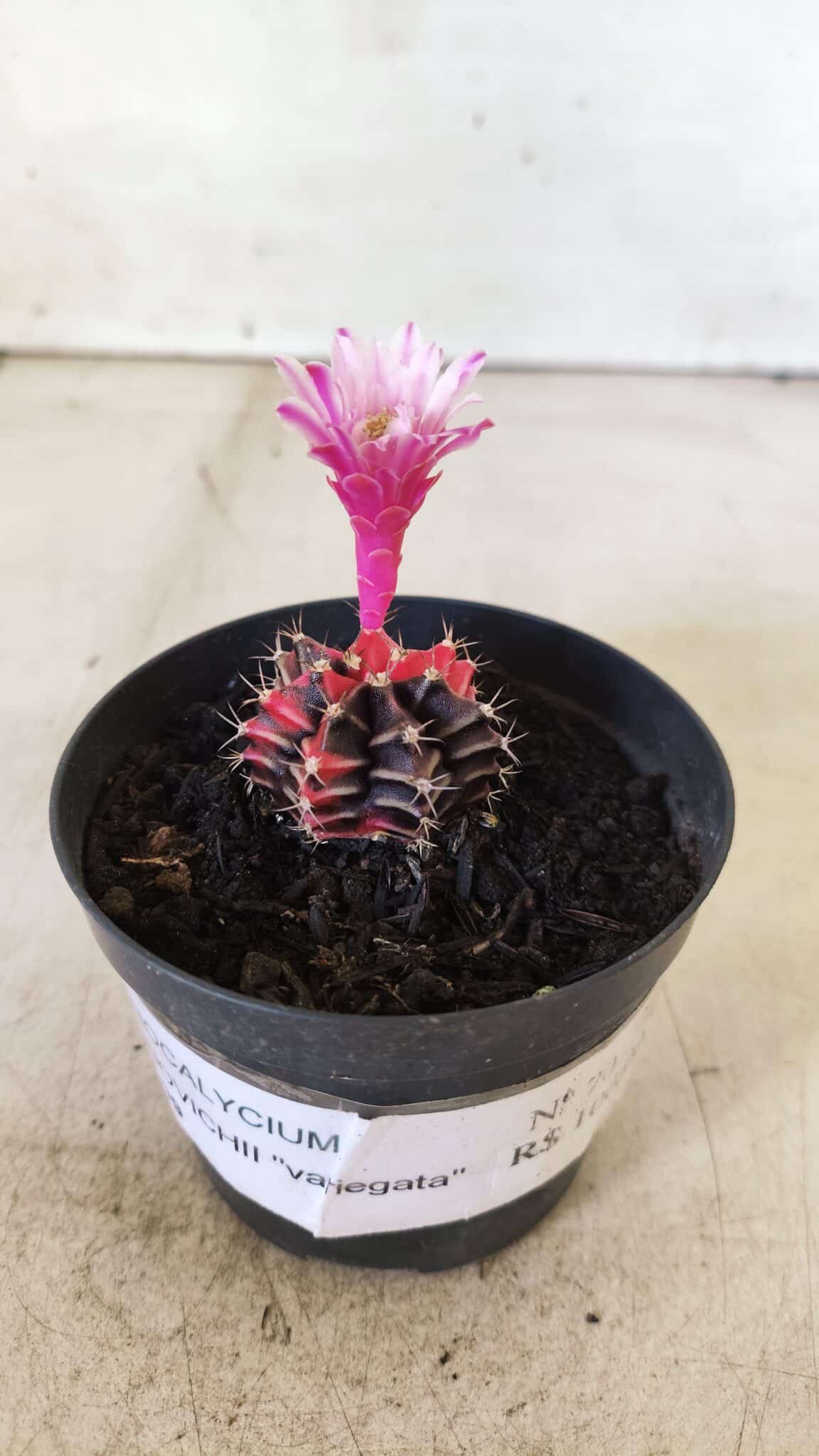 GYMNOCALYCIUM Mihanovichii Variegata Nº 70 – vaso 09